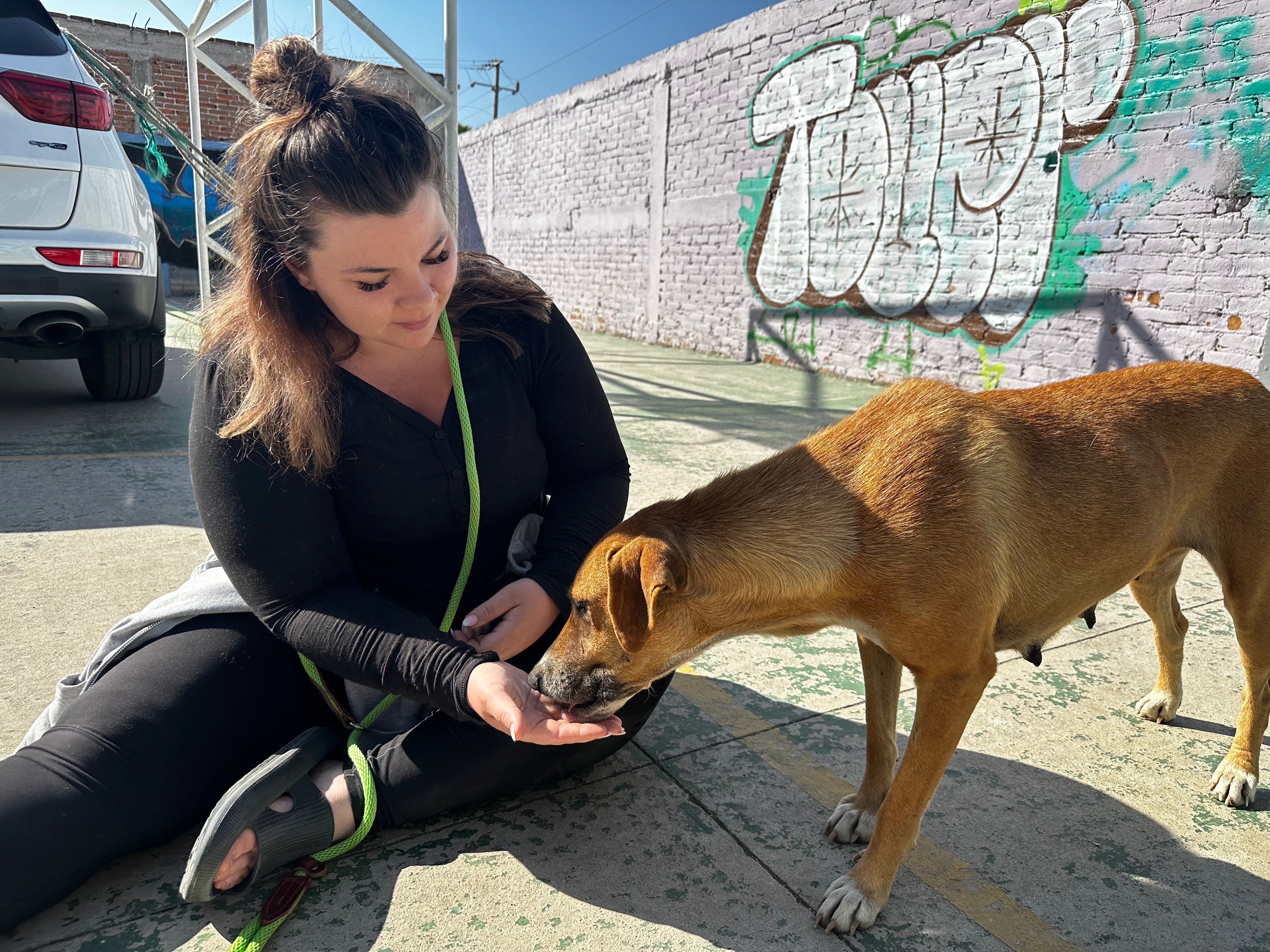 Thailia, a Adoptable Mixed Breed in London, ON image 2/5