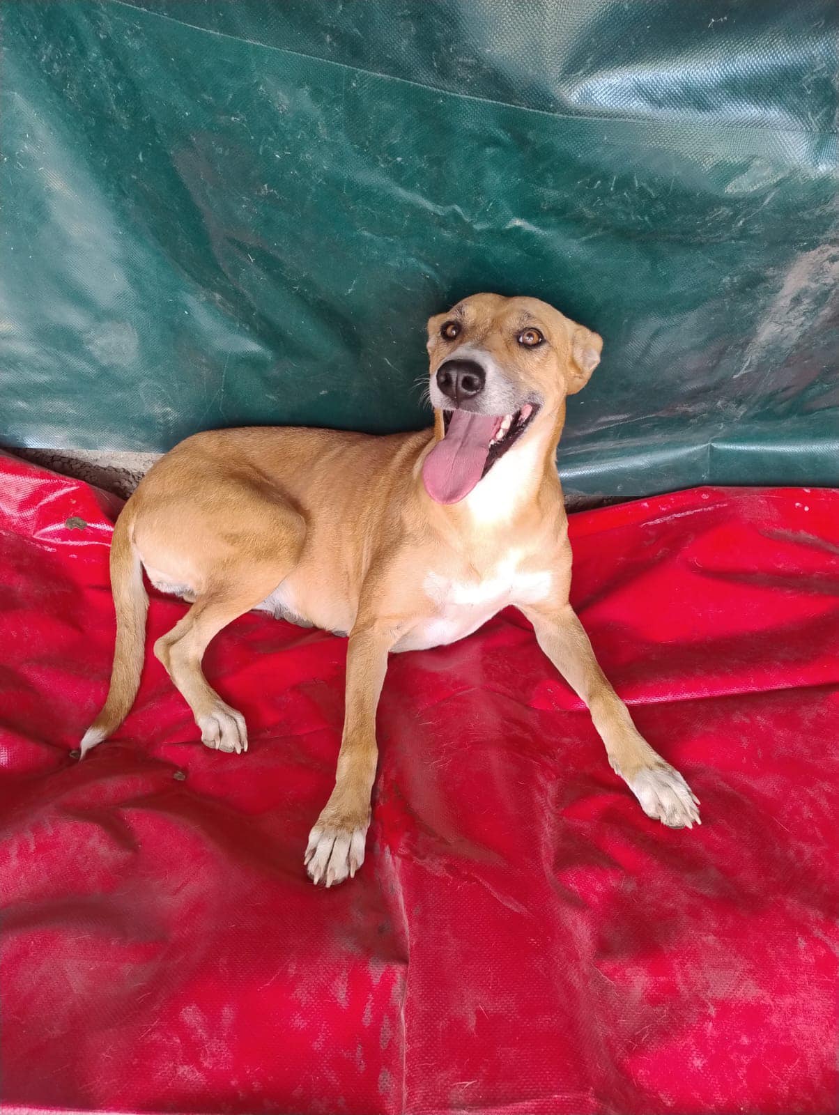 Thailia, a Adoptable Mixed Breed in London, ON image 5/5