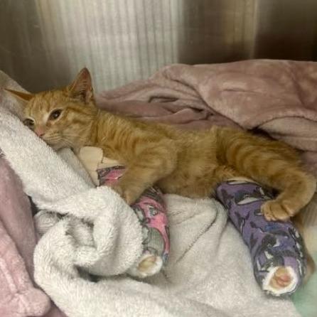 Minnie, Adoptable, Kitten Female Domestic Short Hair.