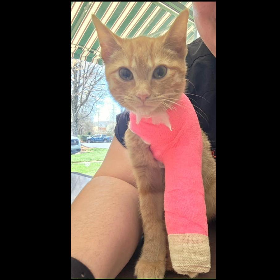 Enlarge Minnie, a Adoptable Domestic Short Hair in Waxhaw, NC image 2/4