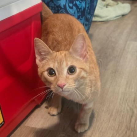 Enlarge Minnie, a Adoptable Domestic Short Hair in Waxhaw, NC image 3/4