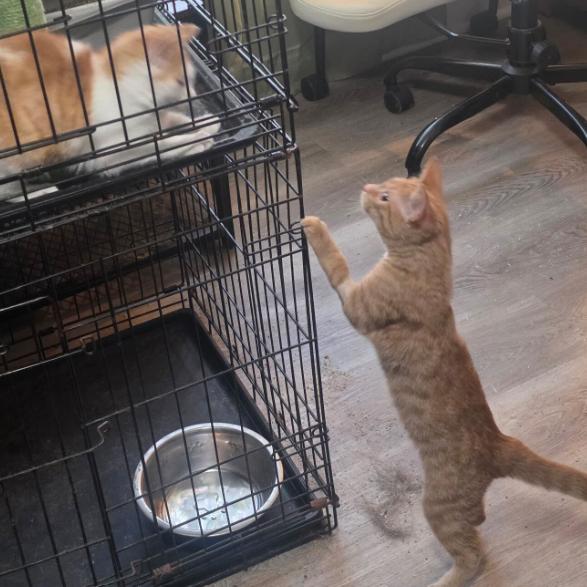 Enlarge Minnie, a Adoptable Domestic Short Hair in Waxhaw, NC image 4/4