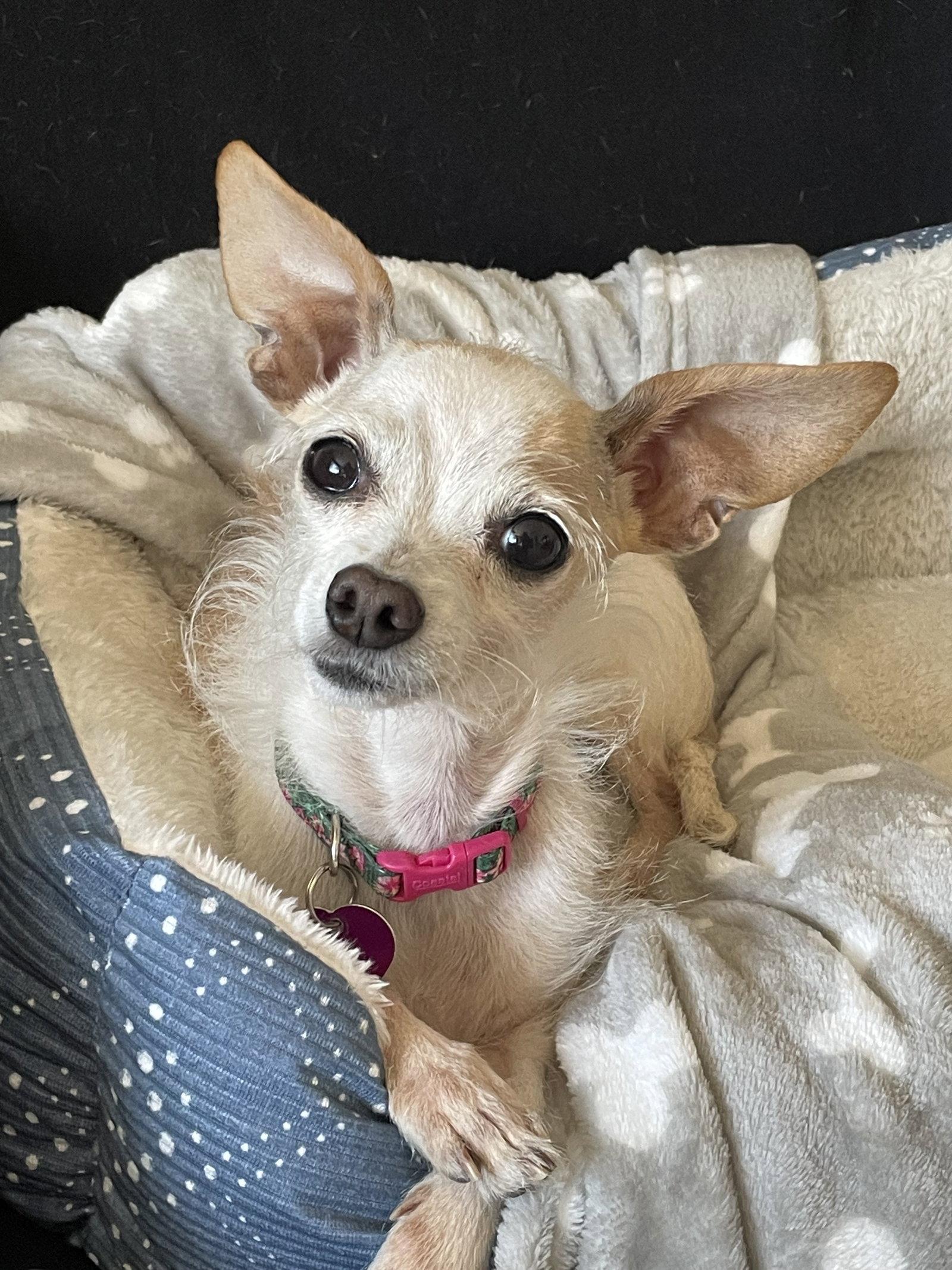 Enlarge Ms. Endive #1, a Adoptable mixed breed in Aurora, CO image 1/3