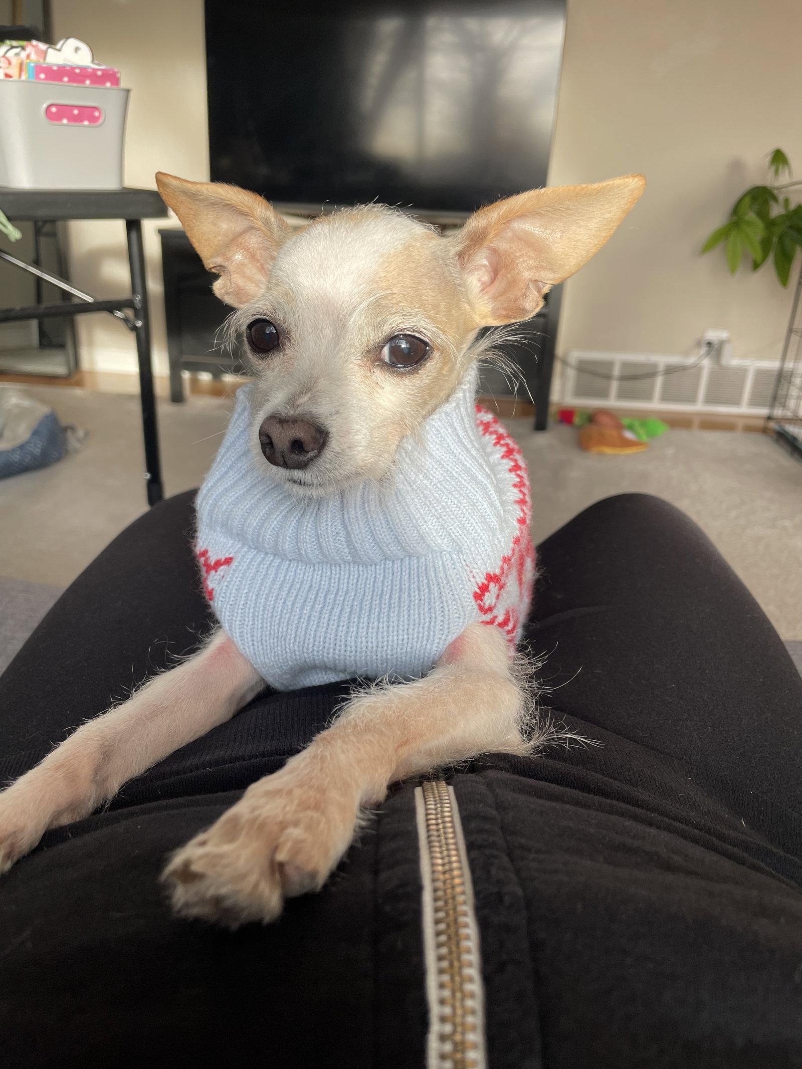 Ms. Endive #1, Adoptable, Adult Female Chihuahua & Terrier.