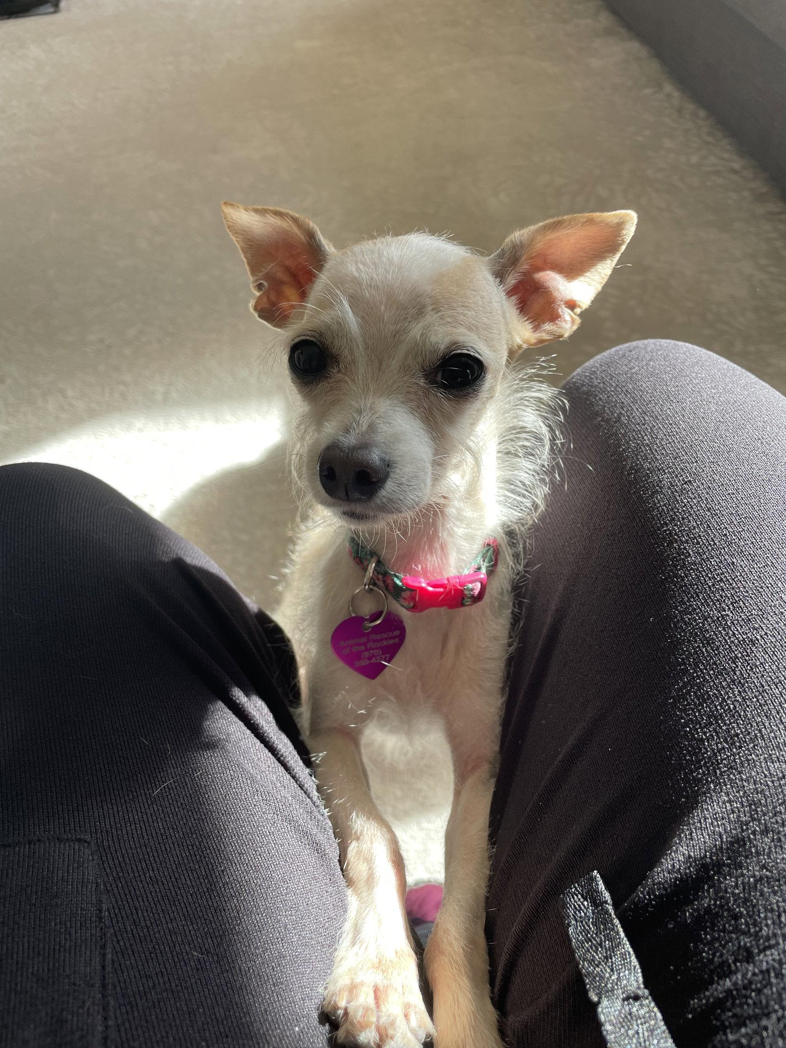 Enlarge Ms. Endive #1, a Adoptable mixed breed in Aurora, CO image 3/3