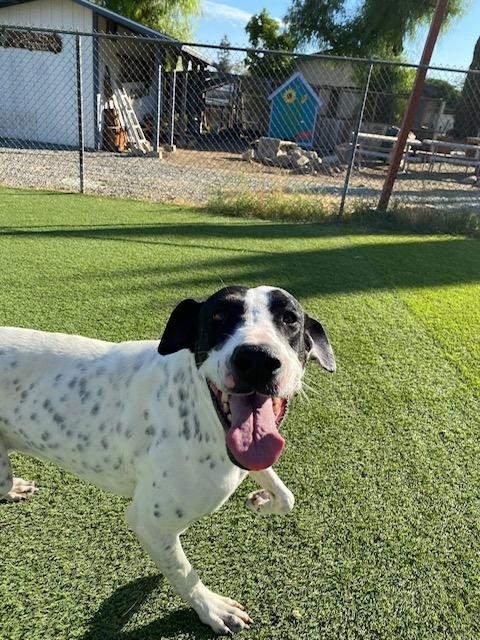 Enlarge Unicorn, a Adoptable mixed breed in Mira Loma, CA image 1/1