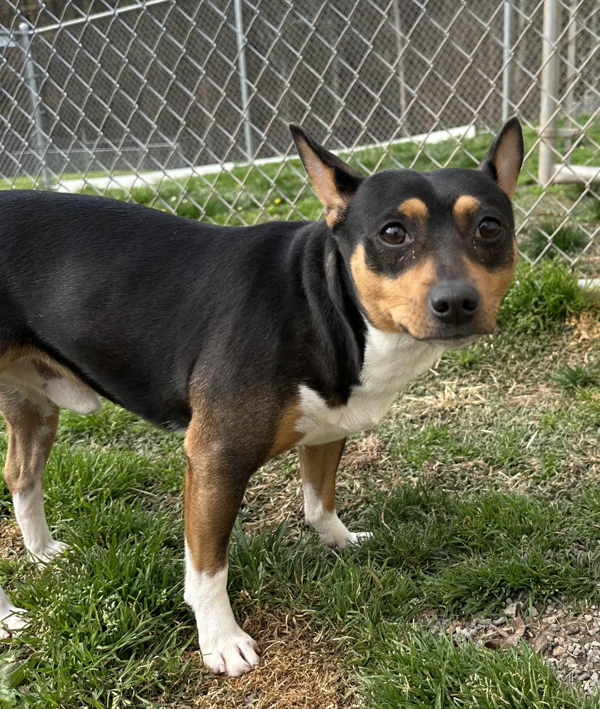Enlarge Brownie, a ADOPTABLE Rat Terrier in Clinton, PA image 2/5