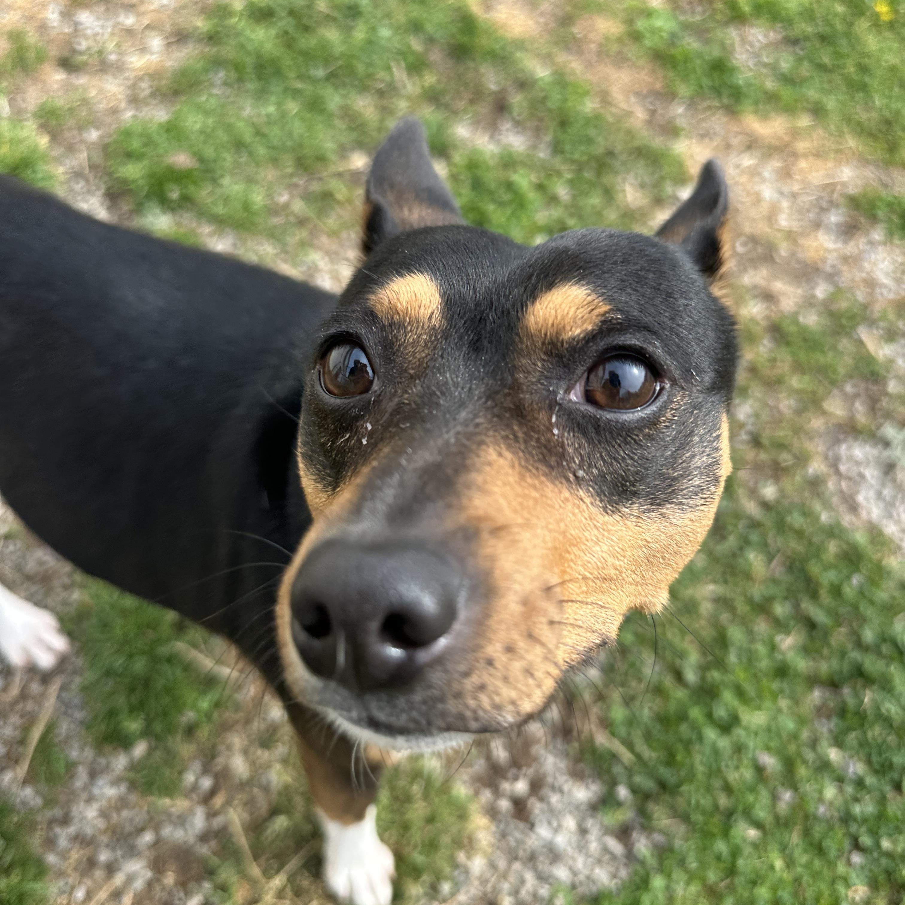 Enlarge Brownie, a ADOPTABLE Rat Terrier in Clinton, PA image 1/5