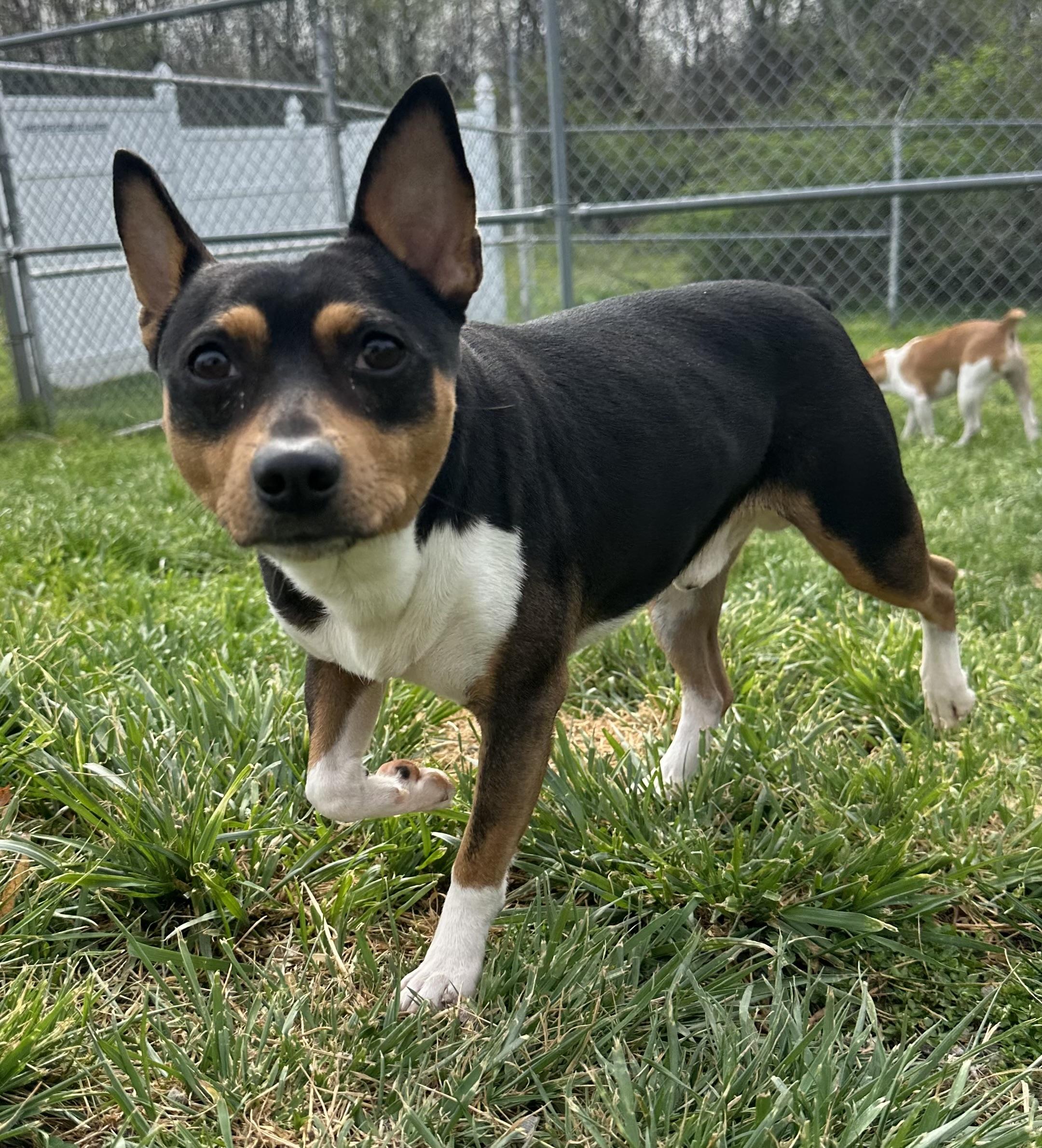 Enlarge Brownie, a ADOPTABLE Rat Terrier in Clinton, PA image 3/5