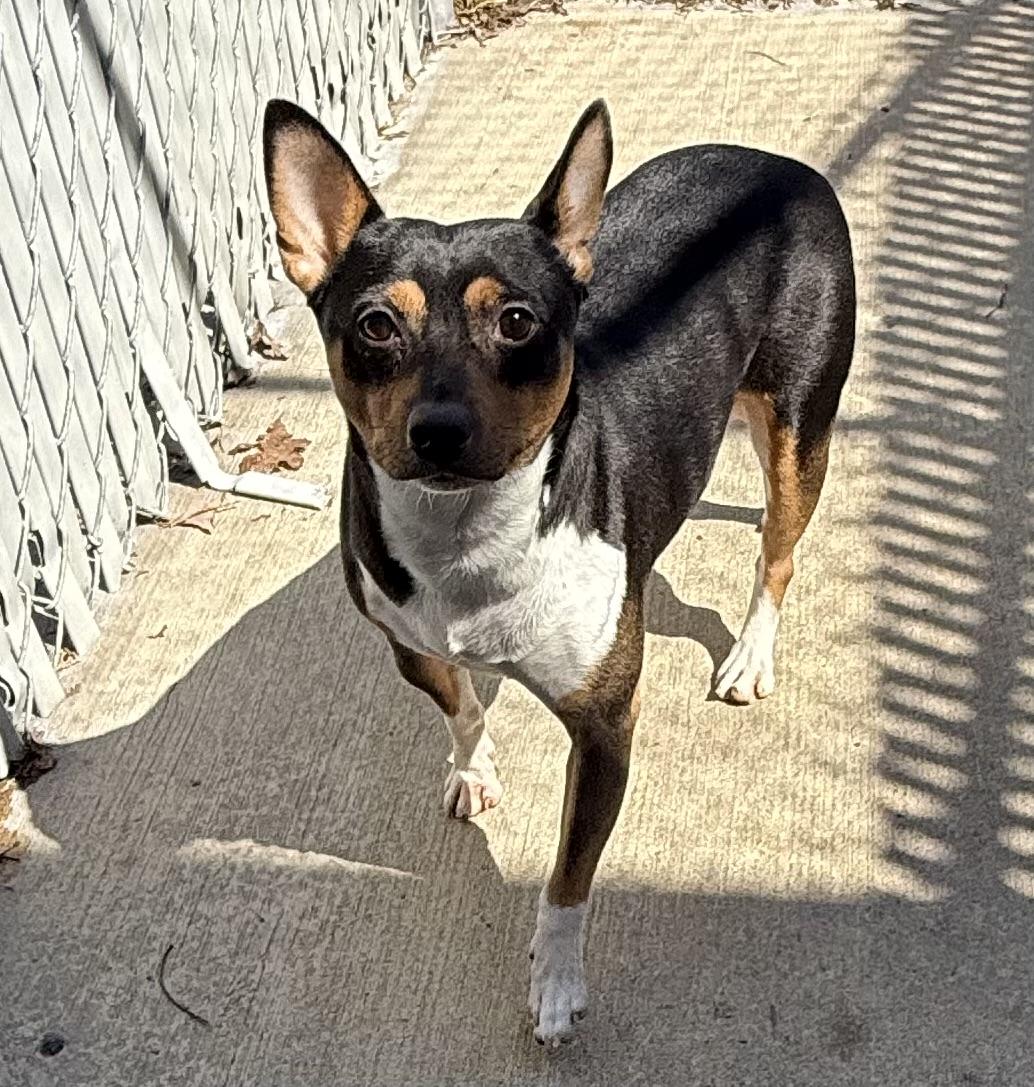 Brownie, ADOPTABLE, Adult Male Rat Terrier.