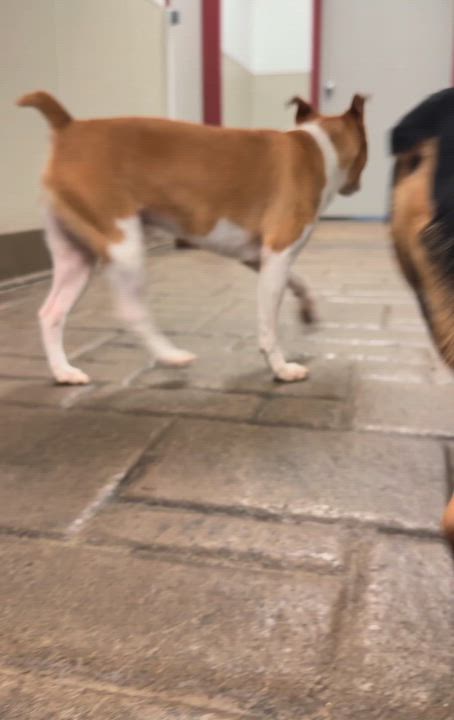 Enlarge Brownie, a ADOPTABLE Rat Terrier in Clinton, PA video 4/5