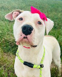 Elsa, Young Female Pit Bull Terrier