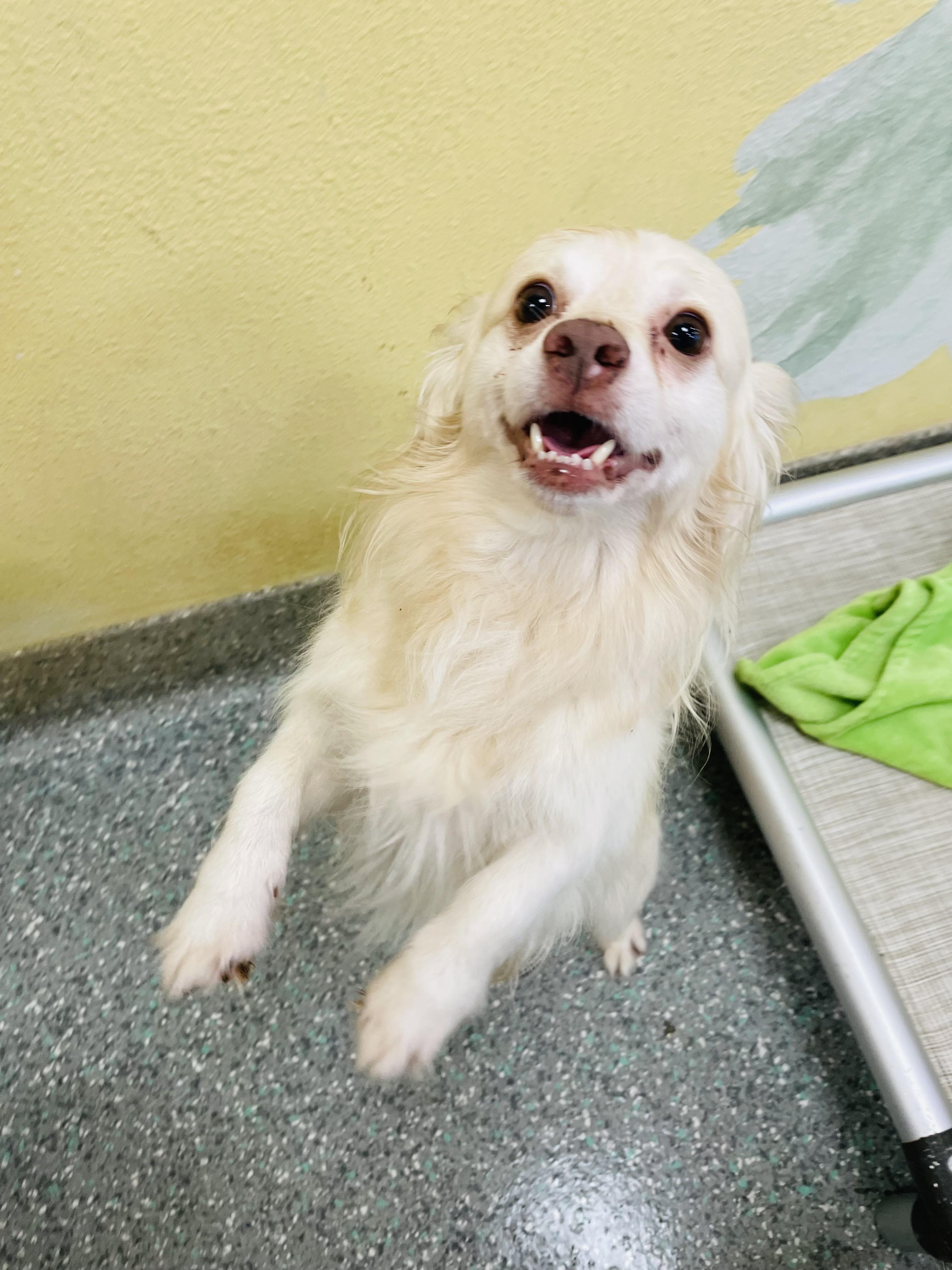 Winston, ADOPTABLE, Adult Male Pomeranian.