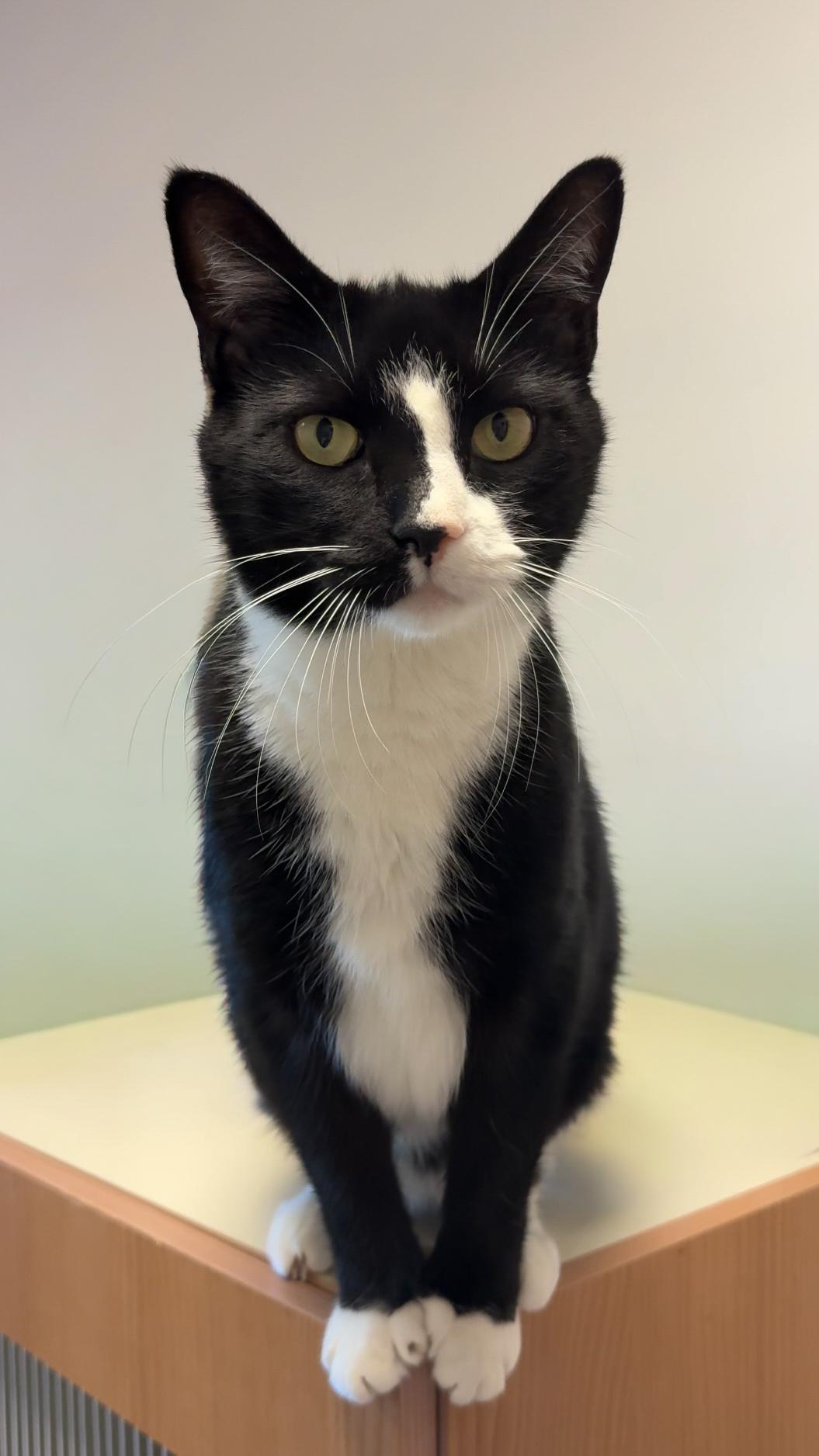 Enlarge Oliver (available with bonded sister Koko), a Adoptable Domestic Short Hair in Terryville, CT image 2/6