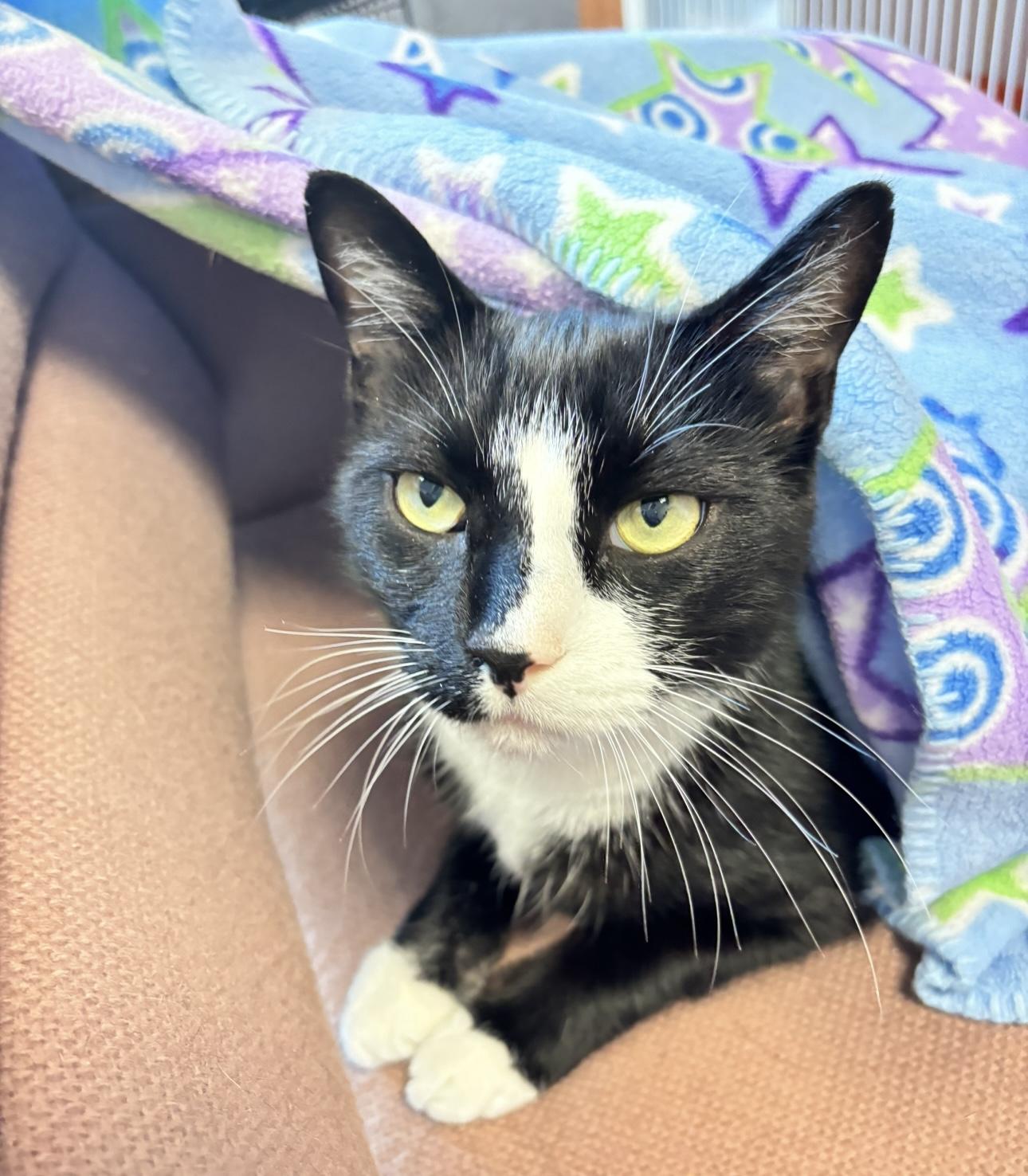 Enlarge Oliver (available with bonded sister Koko), a Adoptable Domestic Short Hair in Terryville, CT image 3/6