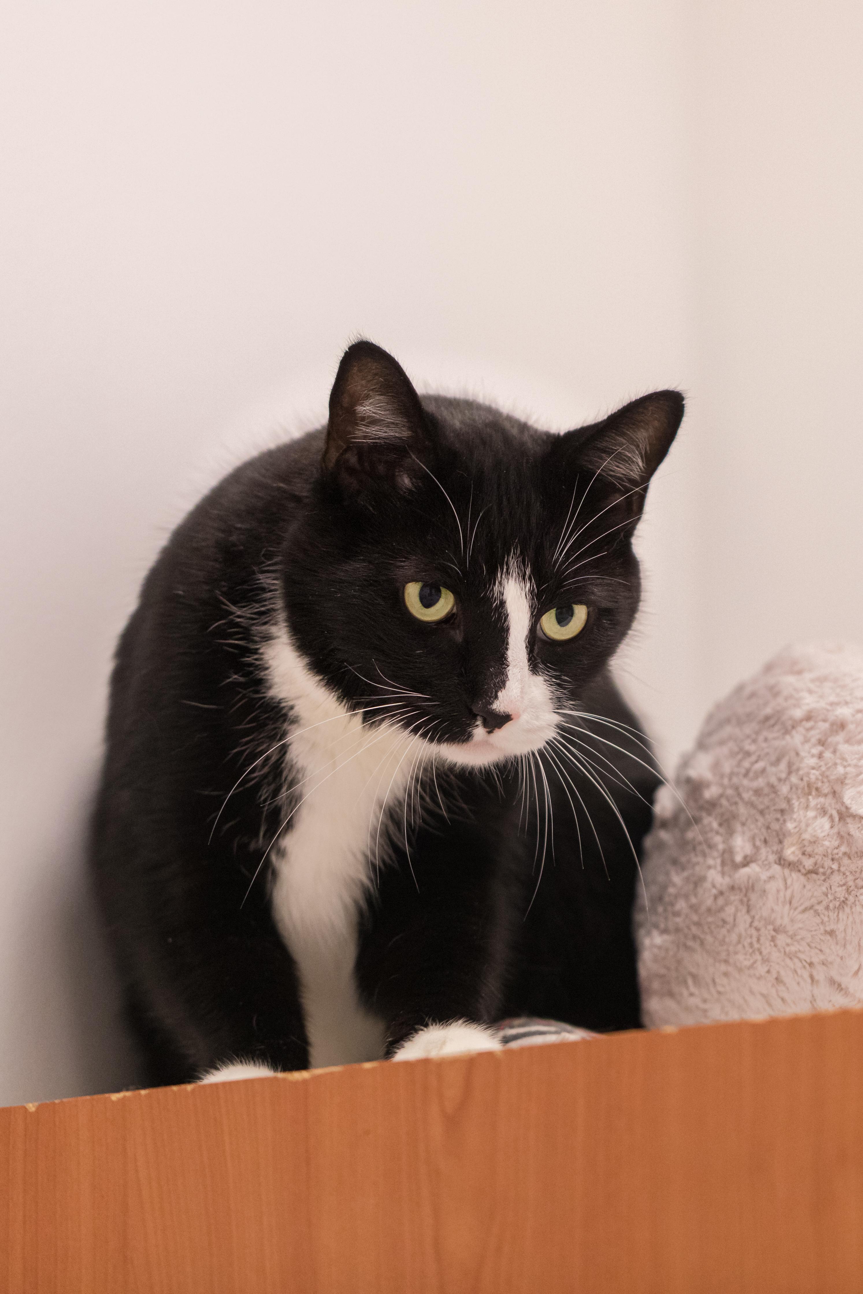 Enlarge Oliver (available with bonded sister Koko), a Adoptable Domestic Short Hair in Terryville, CT image 4/6