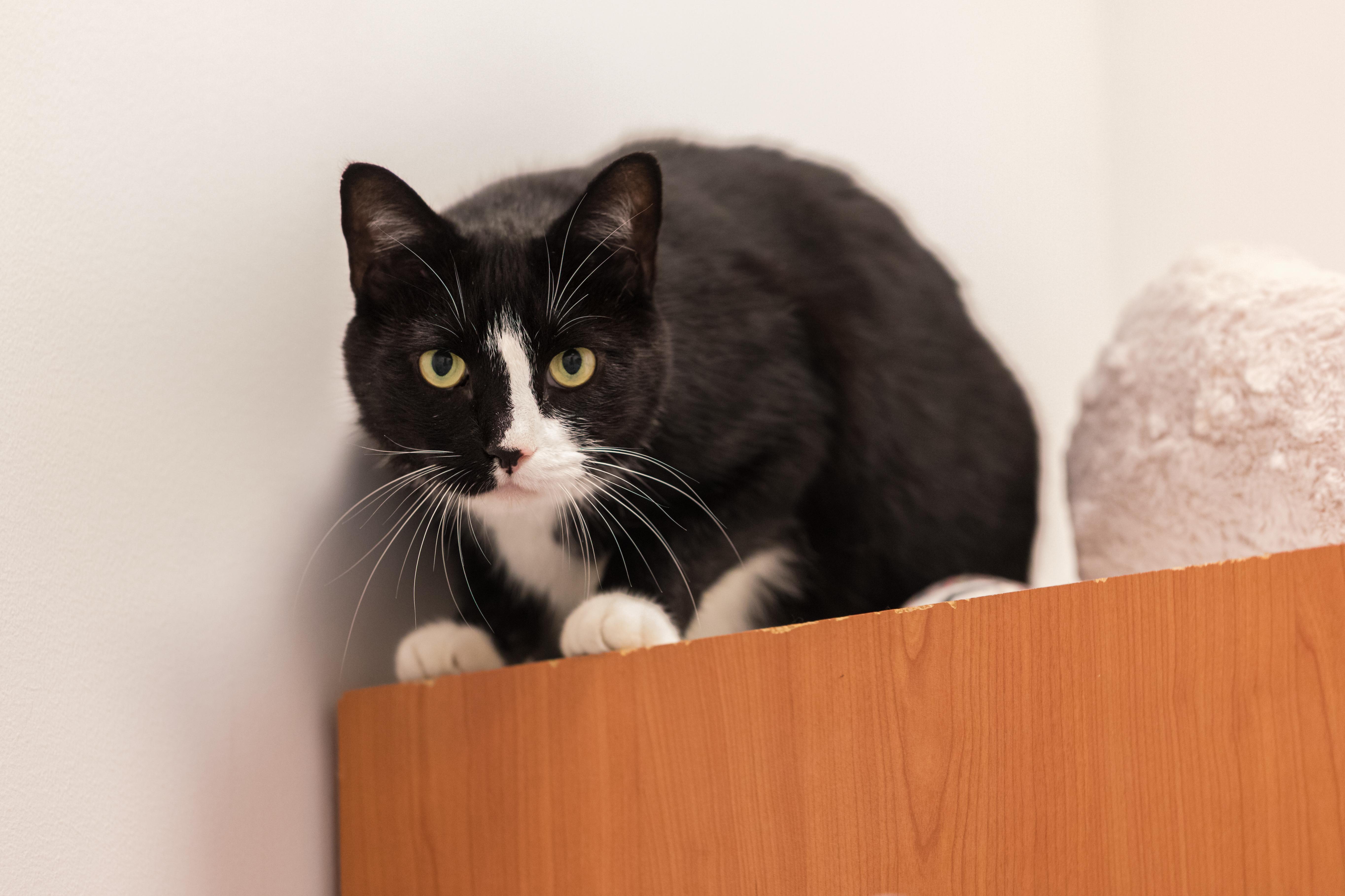 Oliver (available with bonded sister Koko) — thumbnail 6