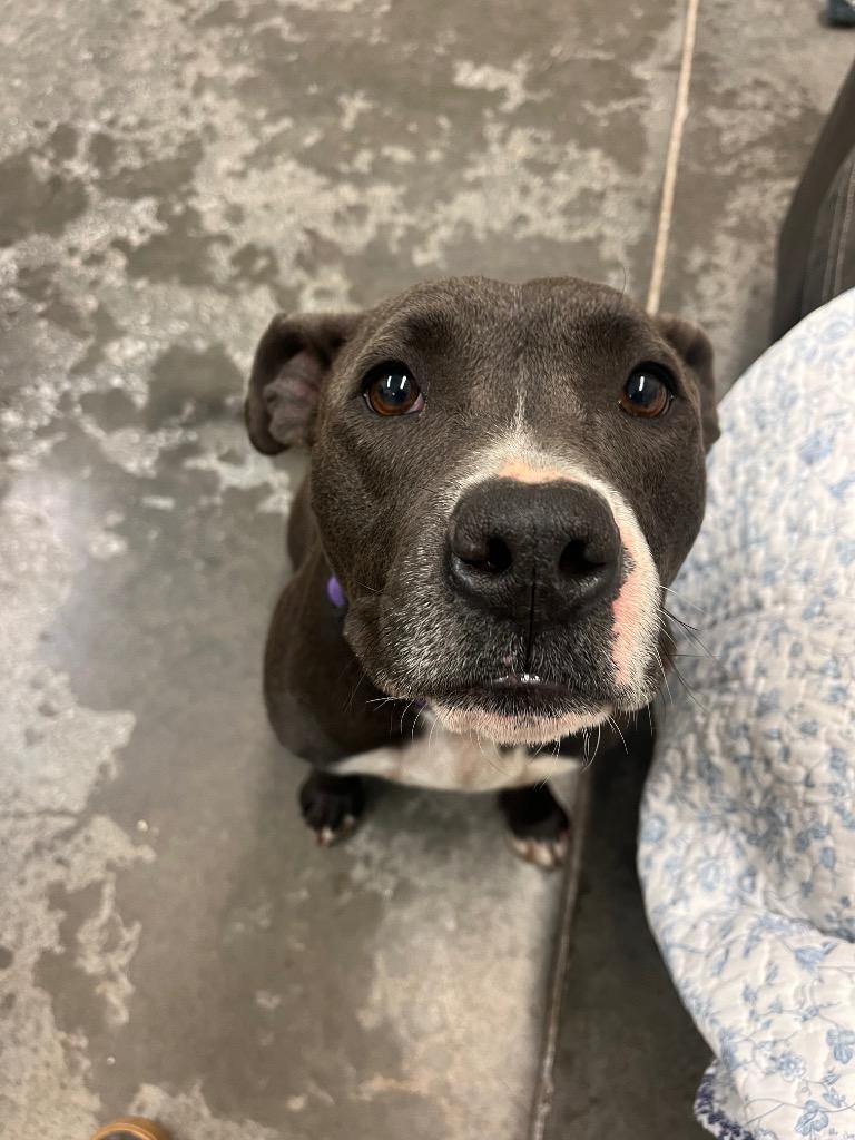 Lilac, a Adoptable mixed breed in Neosho, MO image 2/6