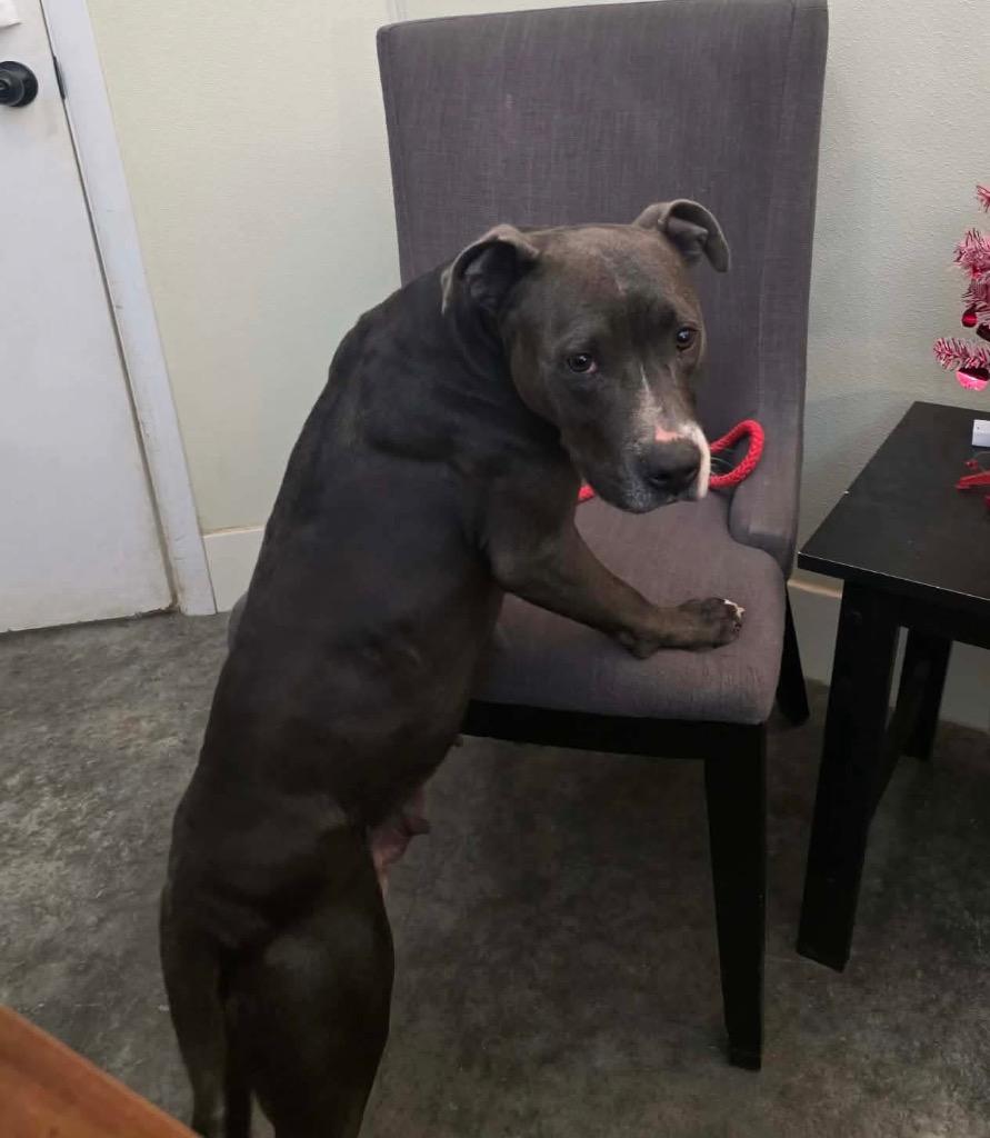 Lilac, a Adoptable mixed breed in Neosho, MO image 3/6