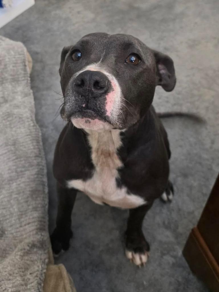 Lilac, a Adoptable mixed breed in Neosho, MO image 5/6