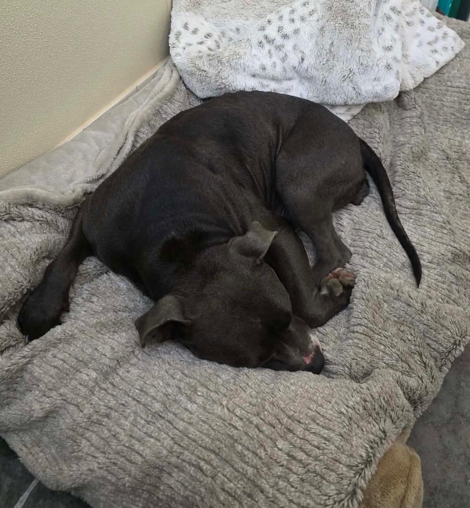 Lilac, a Adoptable mixed breed in Neosho, MO image 6/6