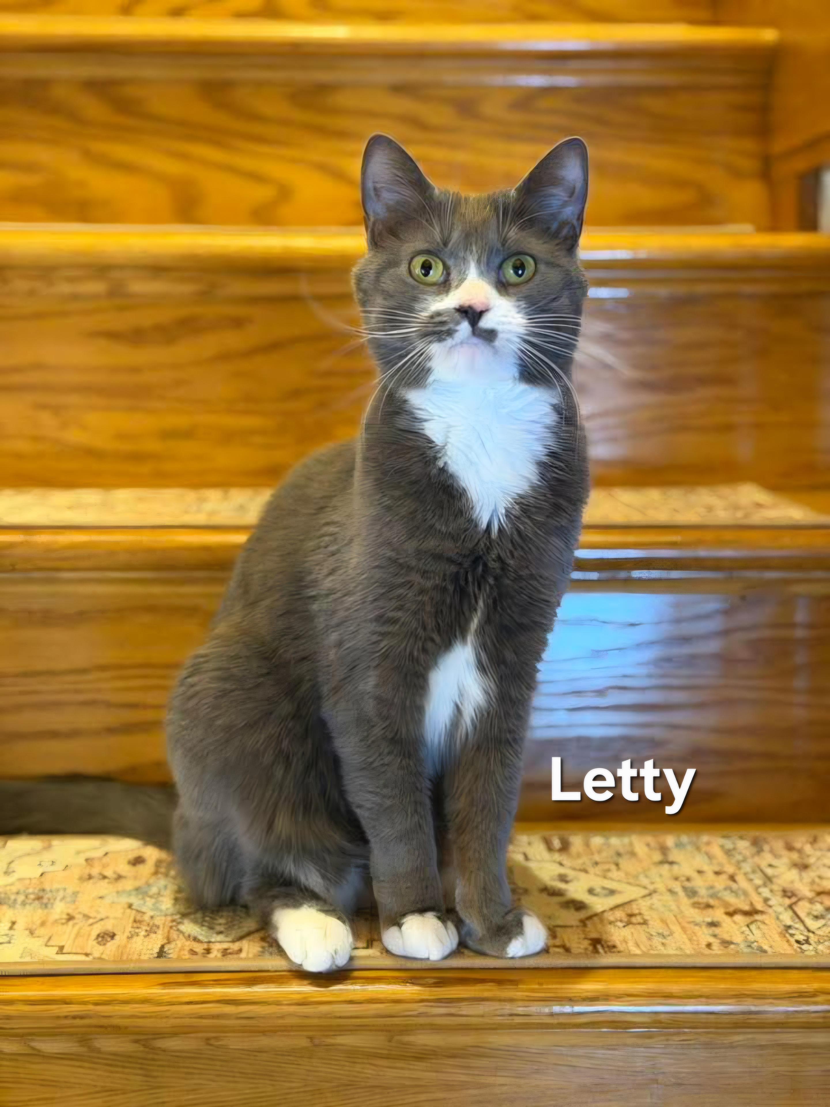 Lefty, adopted, Adult Female Domestic Short Hair.