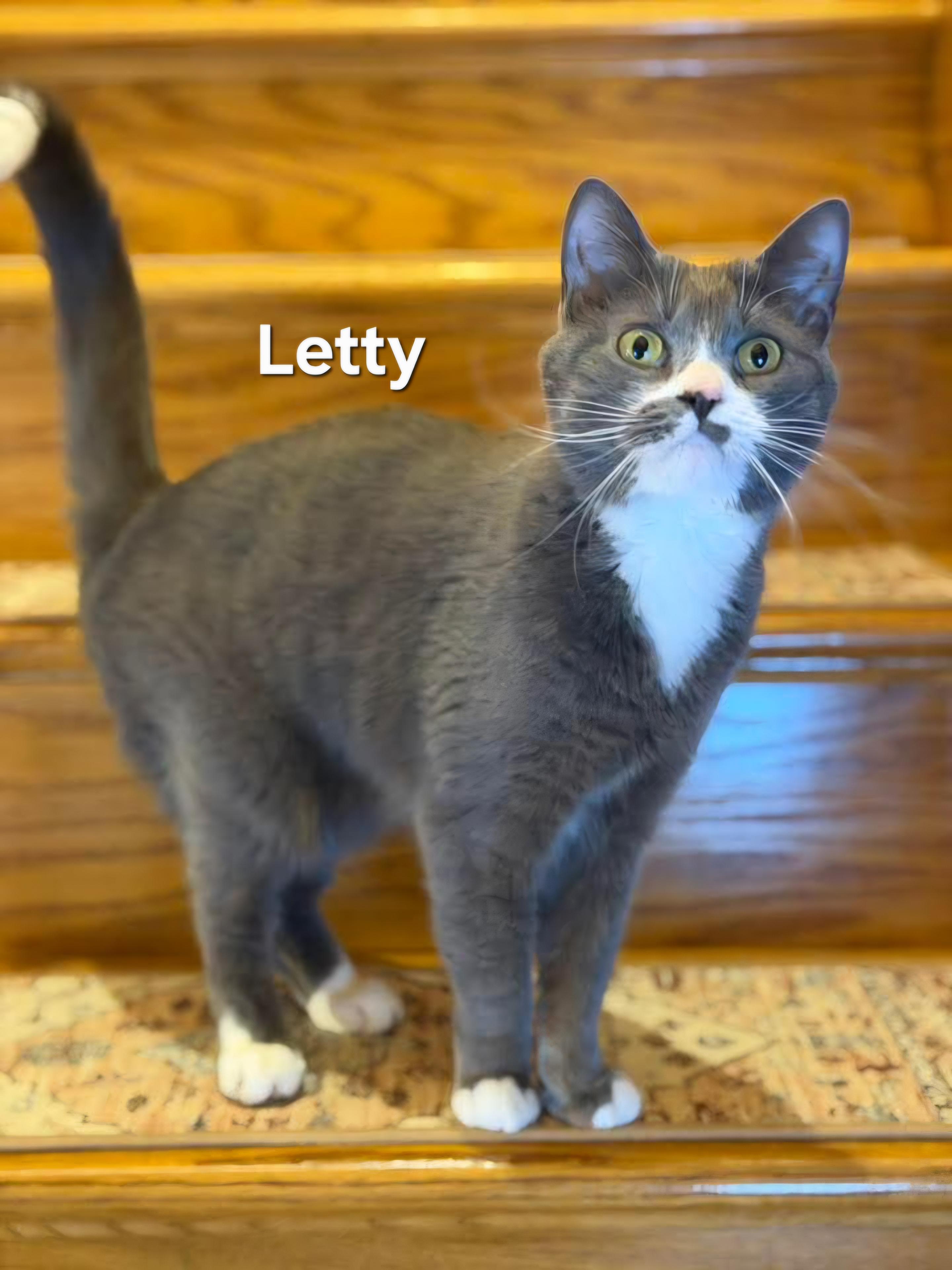 Enlarge Lefty, an adopted Domestic Short Hair in Chicopee, MA image 2/2