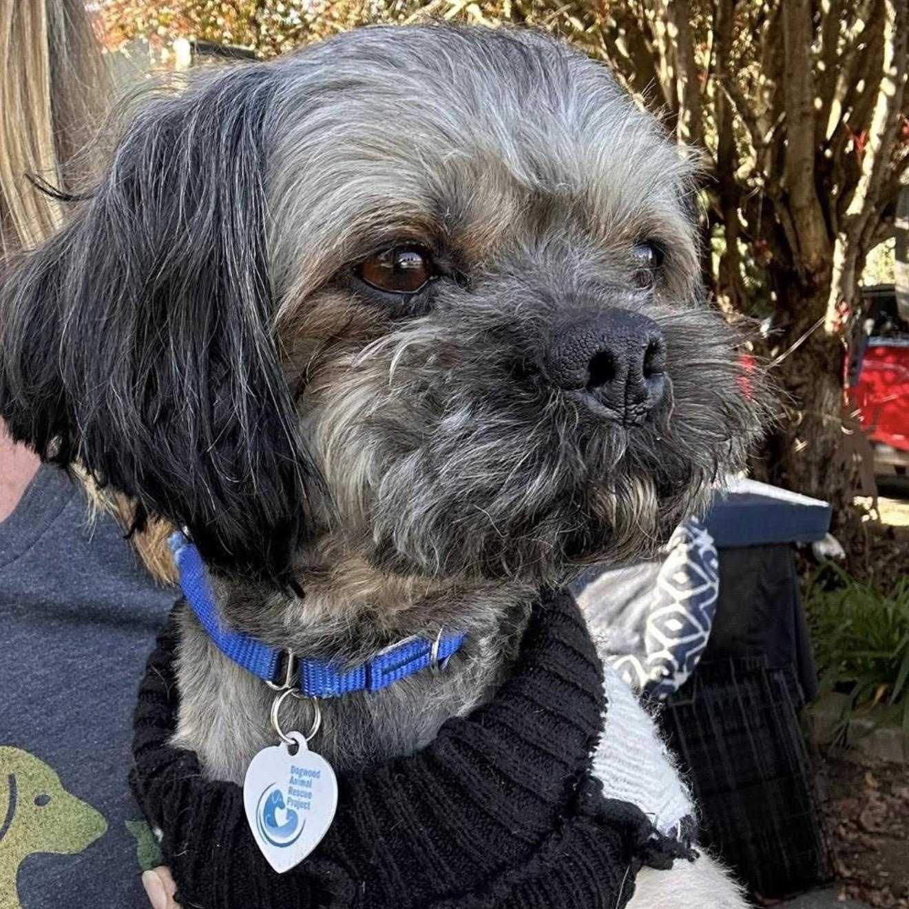 Marley, adopted, Adult Male Shih Tzu.