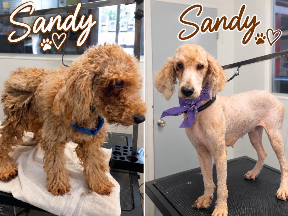 Enlarge Sandy, a Adoptable mixed breed in Canton , GA image 1/1