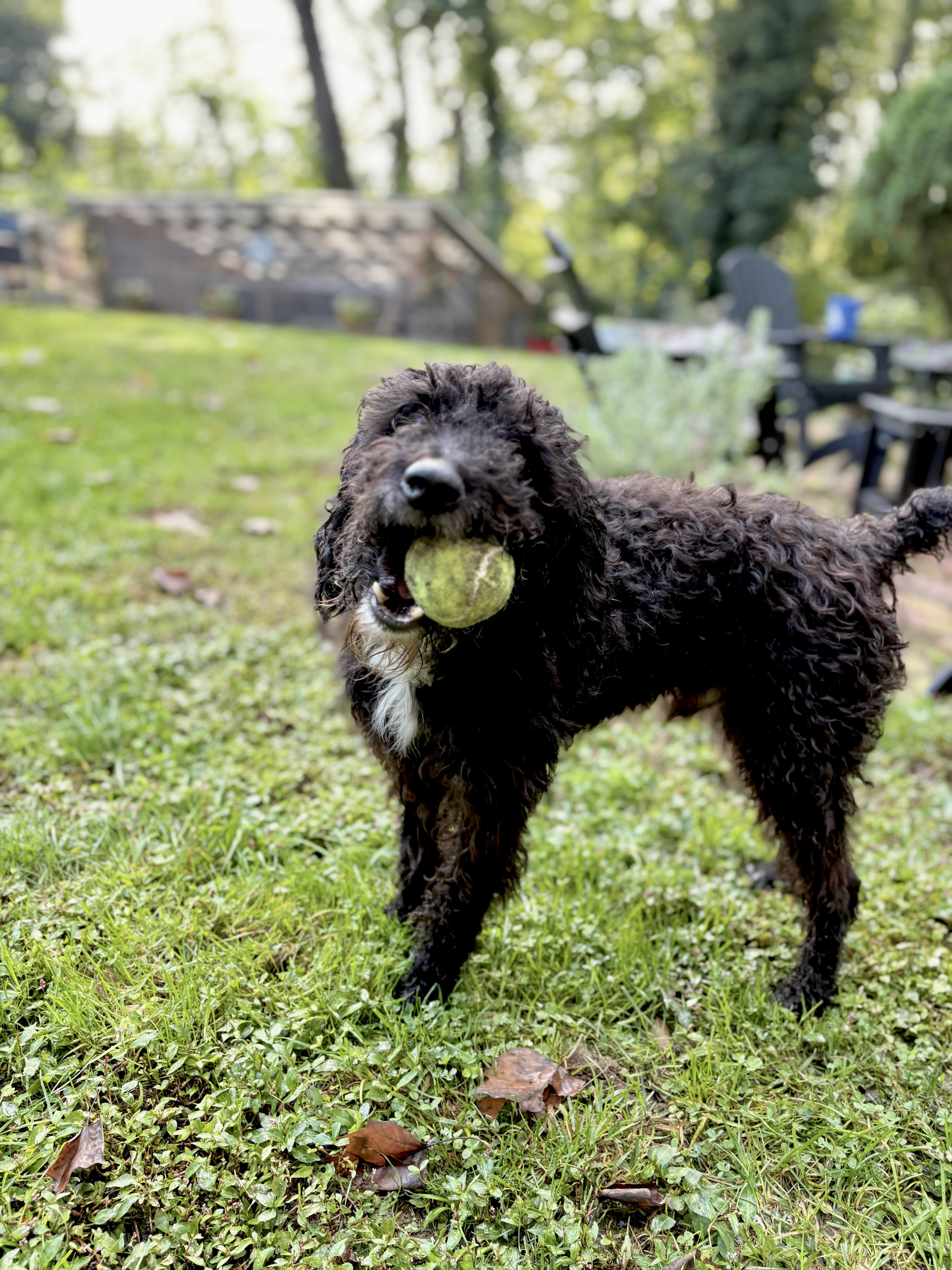 Enlarge Jetti, a Adoptable mixed breed in Philadelphia, PA image 3/6