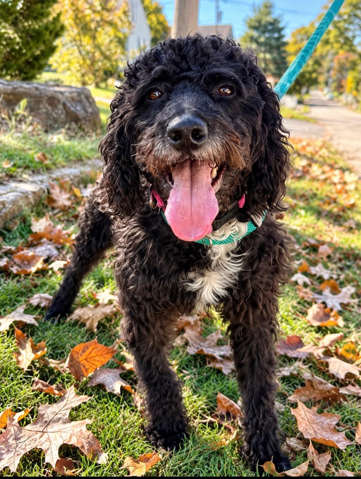 Enlarge Jetti, a Adoptable mixed breed in Philadelphia, PA image 2/6