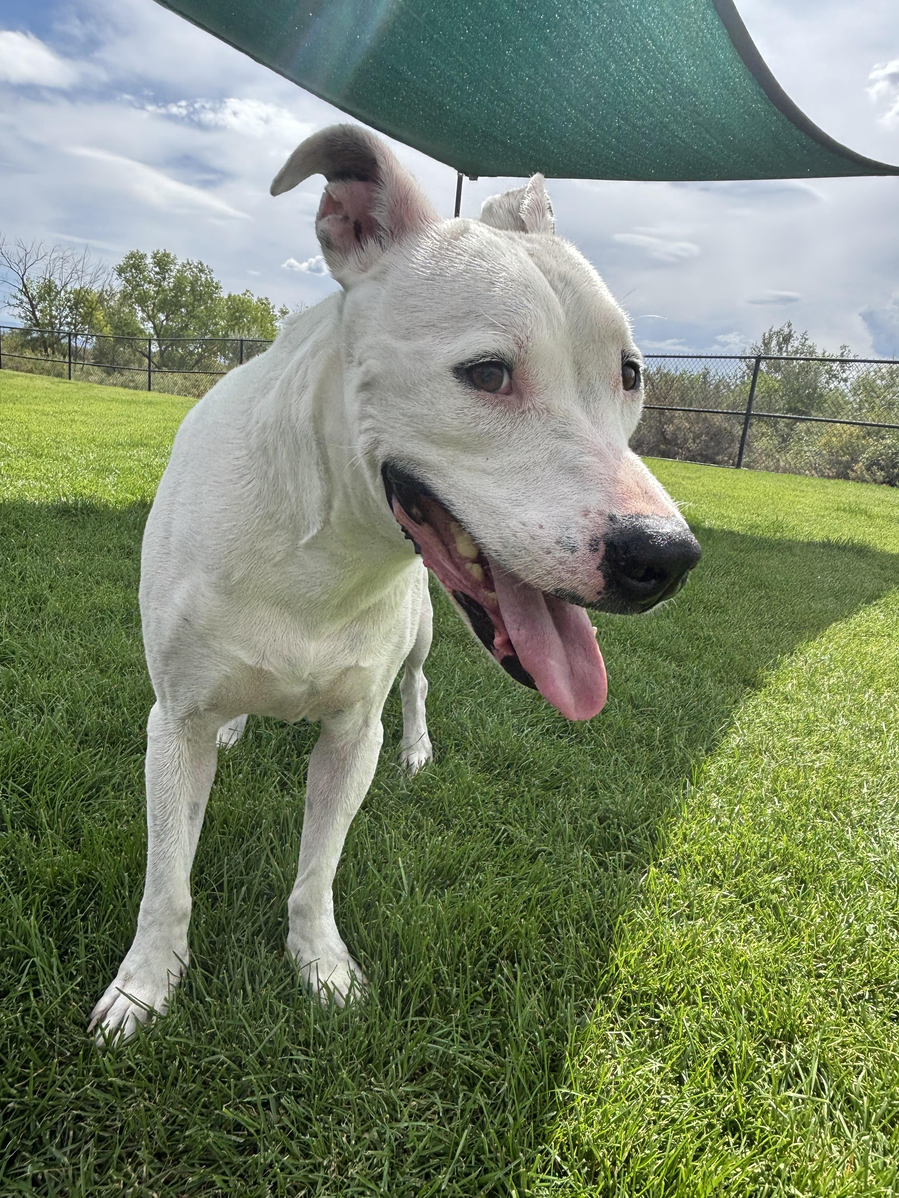 Enlarge Kolsh, a Adoptable Pit Bull Terrier in Montrose, CO image 3/6