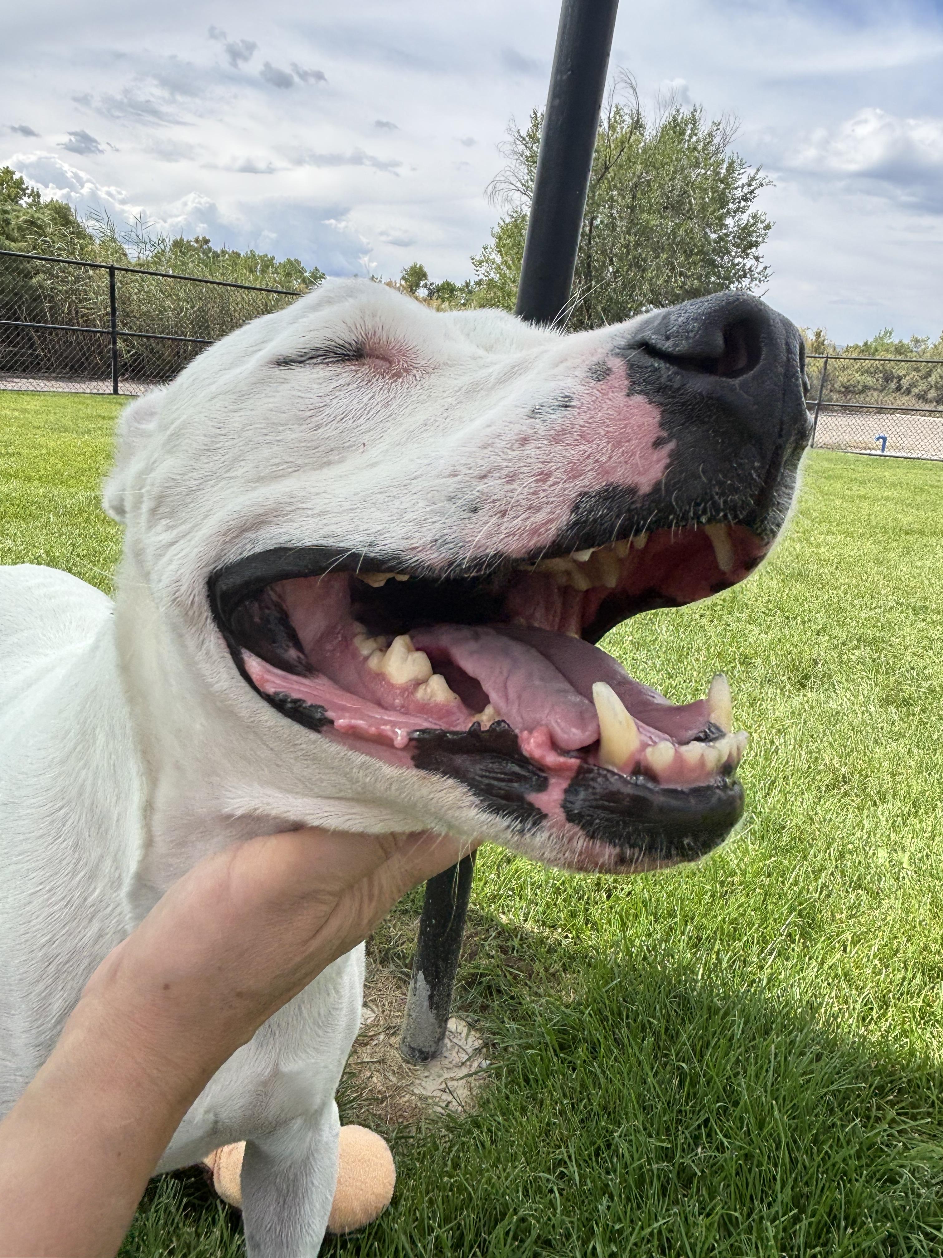 Enlarge Kolsh, a Adoptable Pit Bull Terrier in Montrose, CO image 2/6