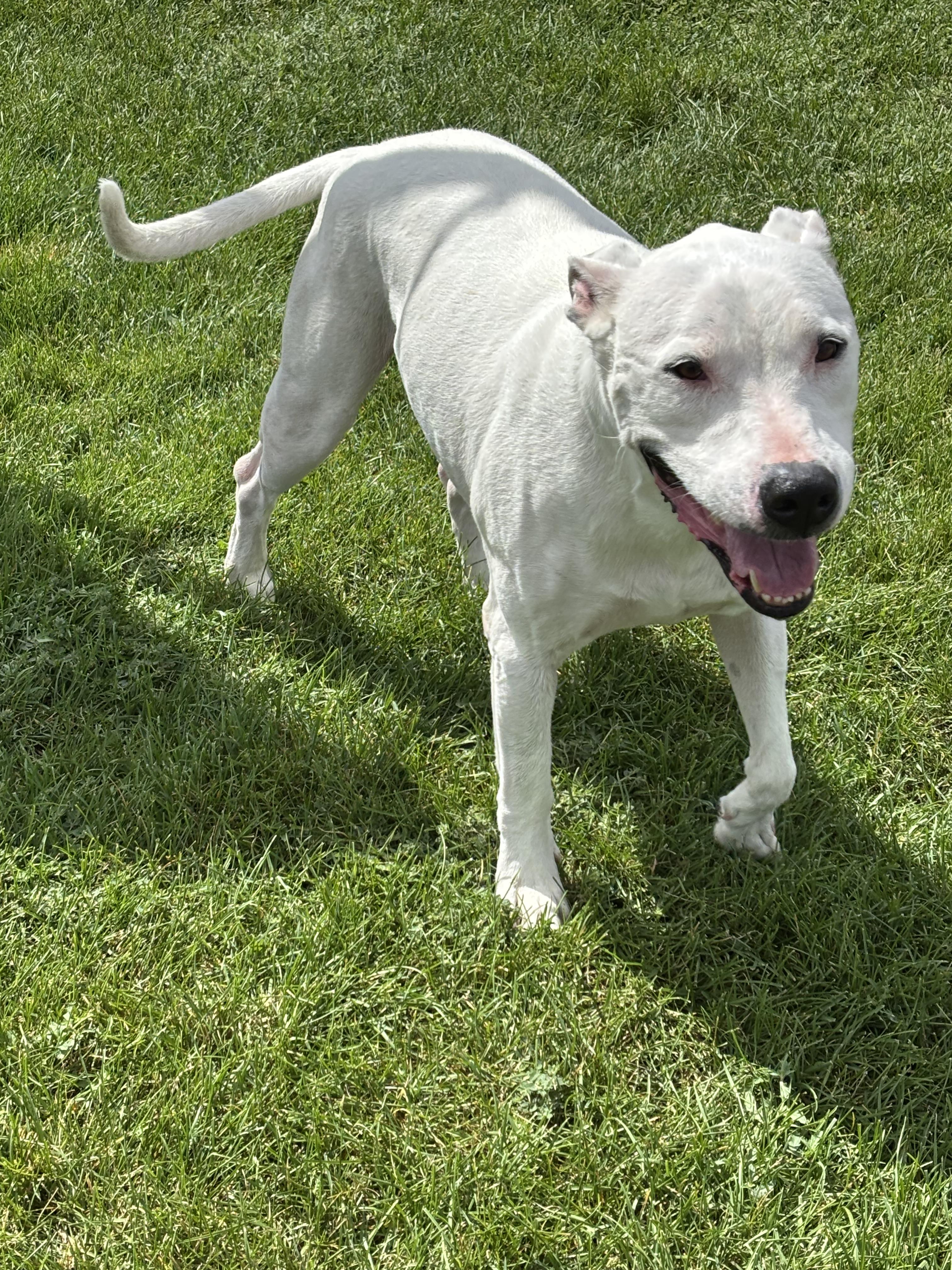 Enlarge Kolsh, a Adoptable Pit Bull Terrier in Montrose, CO image 6/6