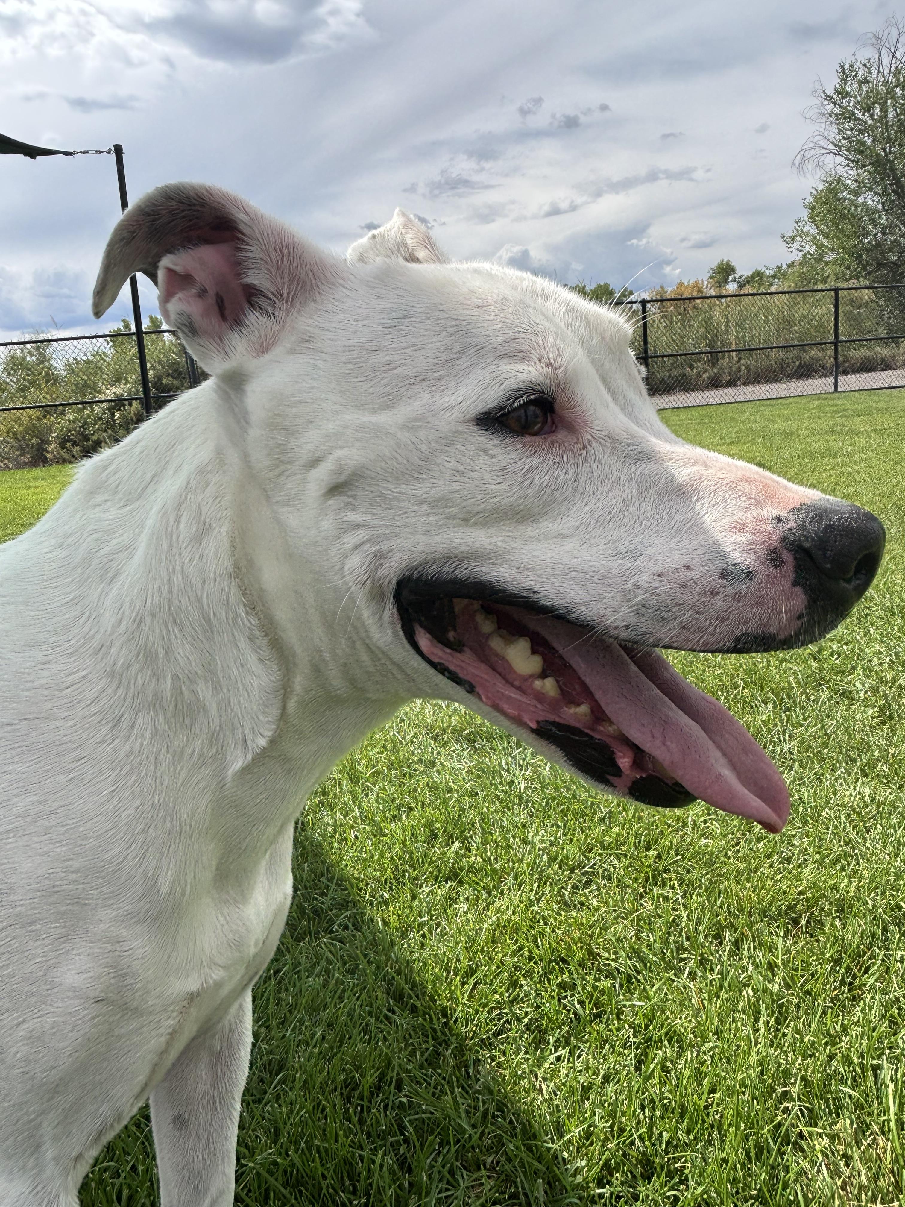 Enlarge Kolsh, a Adoptable Pit Bull Terrier in Montrose, CO image 1/6