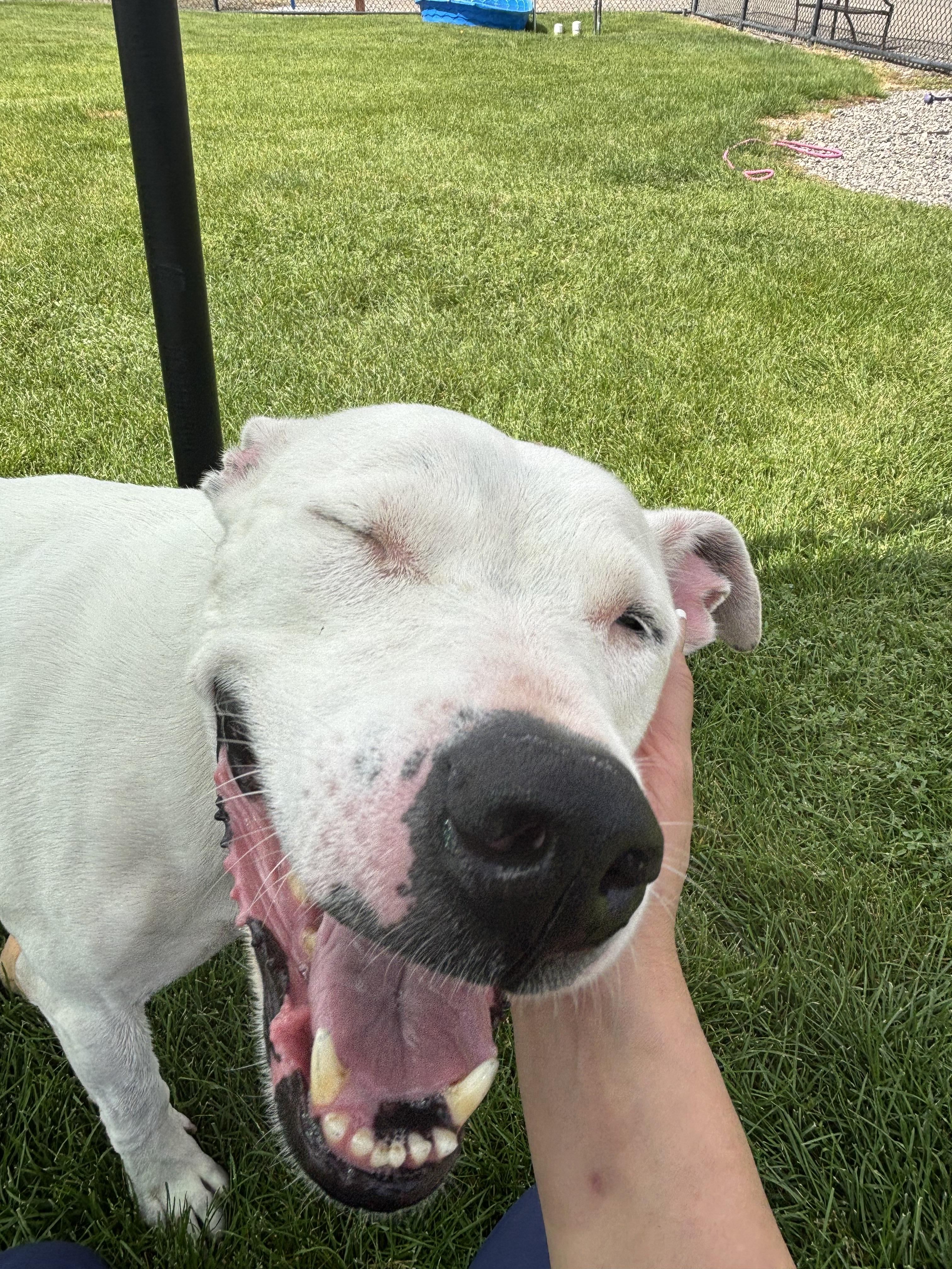 Enlarge Kolsh, a Adoptable Pit Bull Terrier in Montrose, CO image 4/6