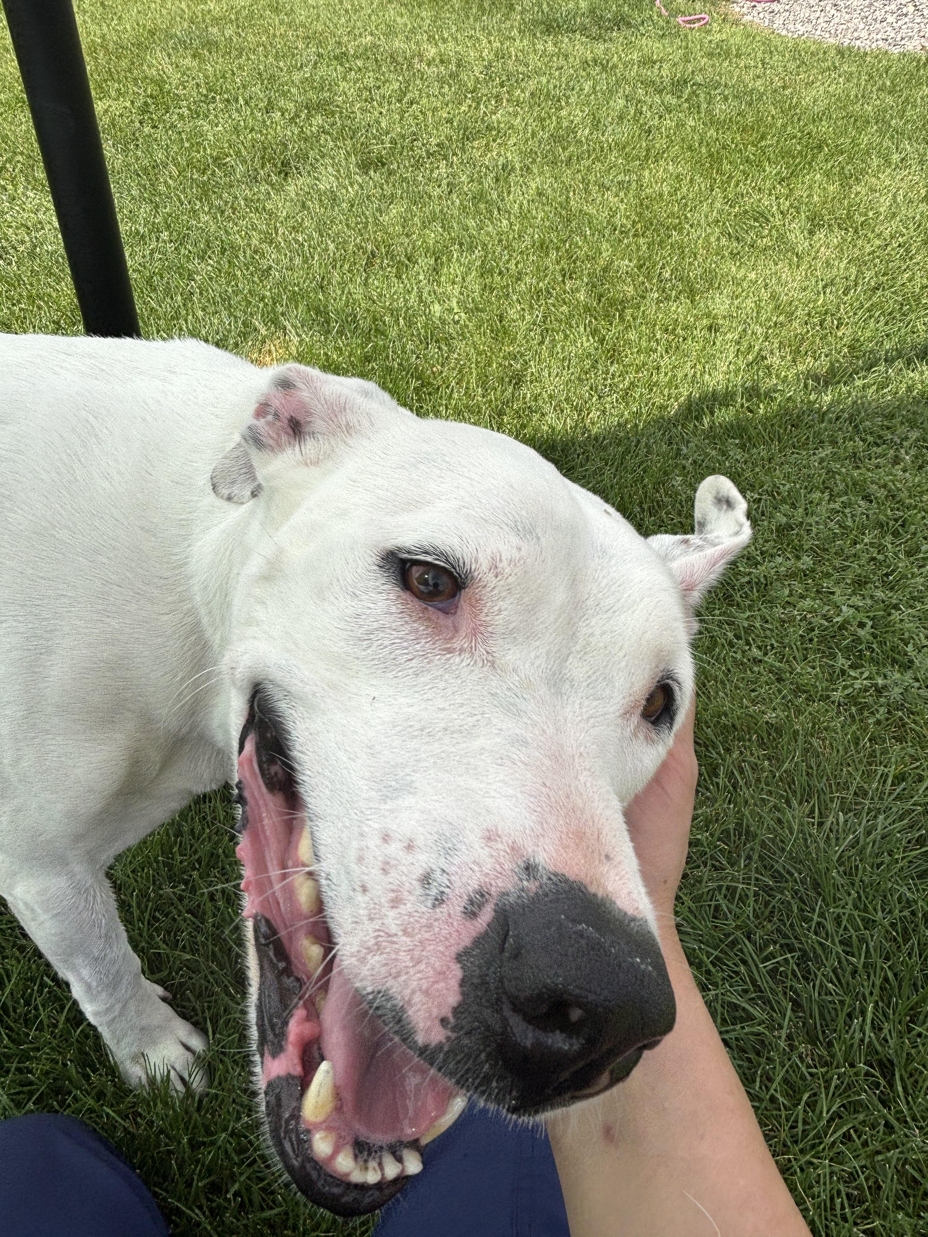Enlarge Kolsh, a Adoptable Pit Bull Terrier in Montrose, CO image 5/6