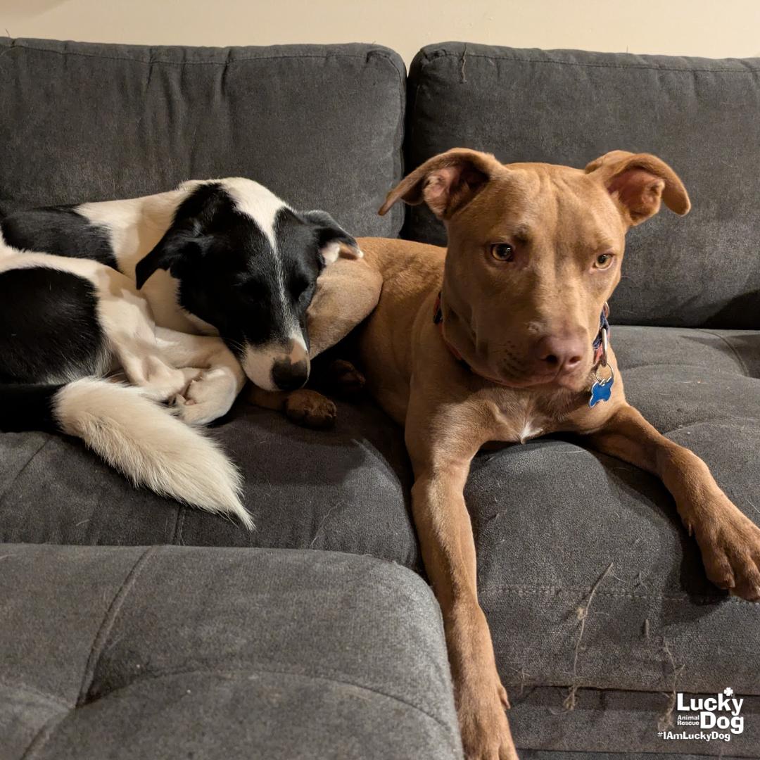 Tails, Adoptable, Young Male Labrador Retriever & Terrier.