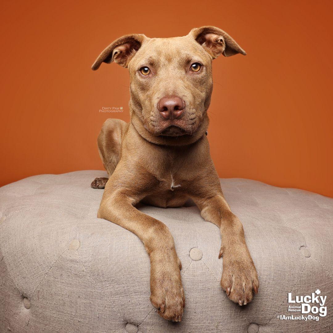 Tails, Adoptable, Young Male Labrador Retriever & Terrier.