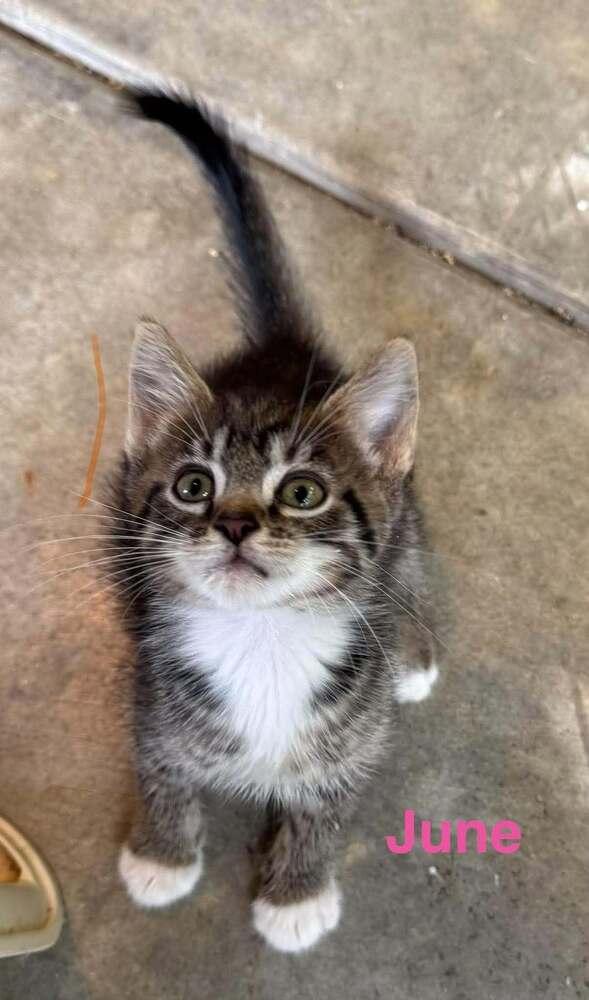 Enlarge June Charity Ki., a Adoptable Domestic Short Hair in Peoria, IL image 1/1