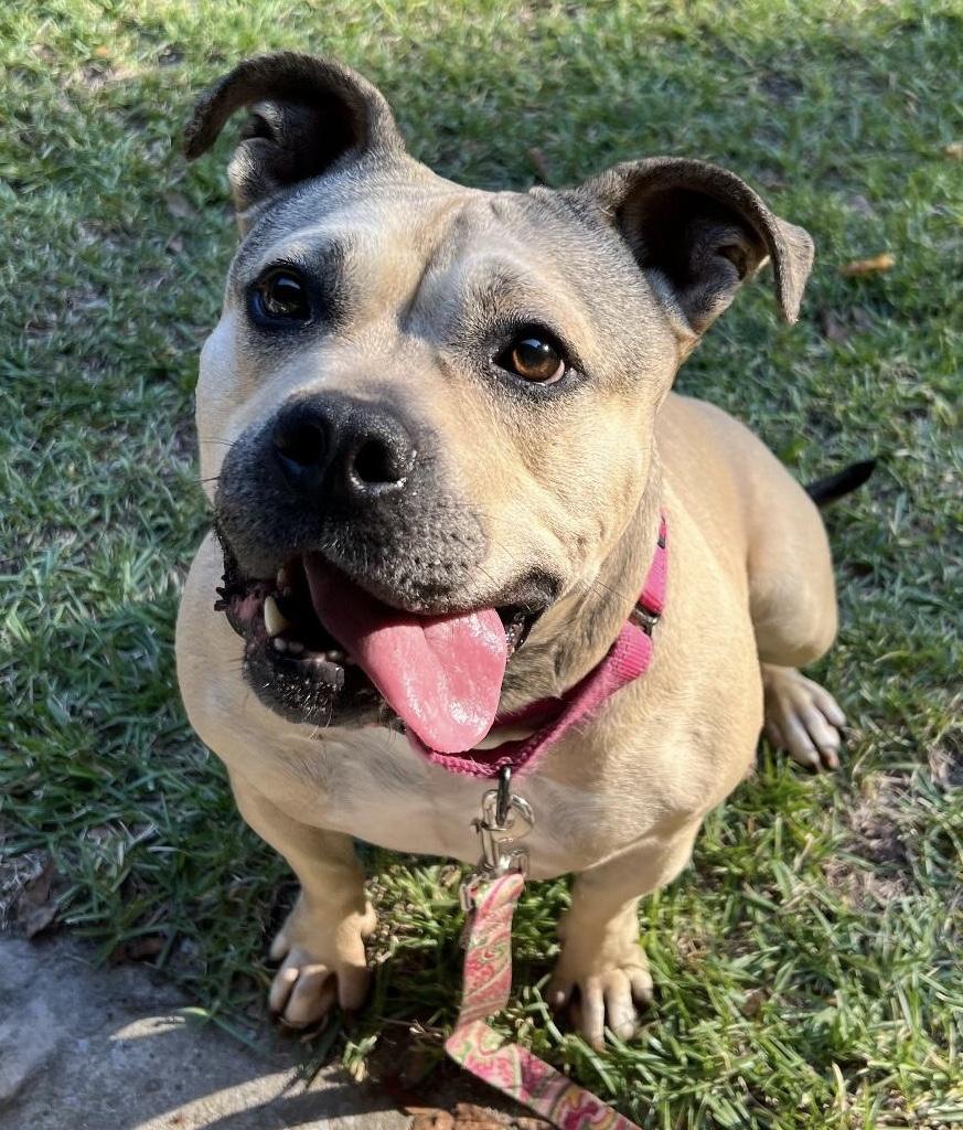 Broadway, adoptable, Young Female Boxer & Bulldog.