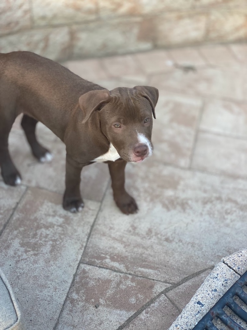 Bailey, Adopted, Puppy Male Chocolate Labrador Retriever.