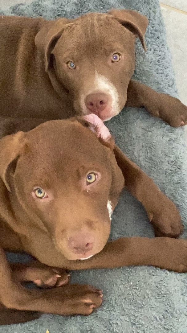 Enlarge Bailey, a Adopted mixed breed in Annandale, VA image 2/14