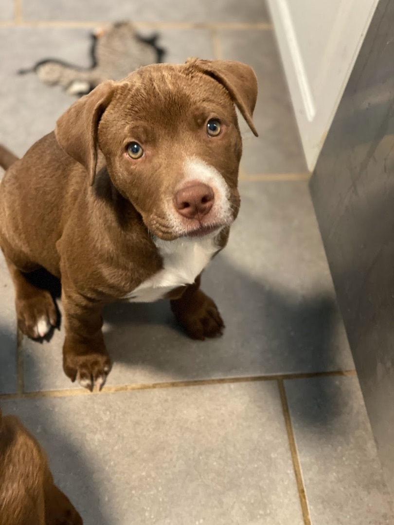 Enlarge Bailey, a Adopted mixed breed in Annandale, VA image 3/14