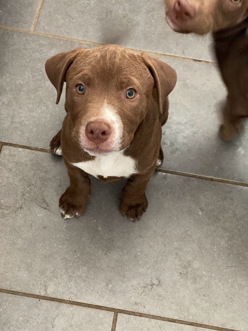 Enlarge Bailey, a Adopted mixed breed in Annandale, VA image 4/14