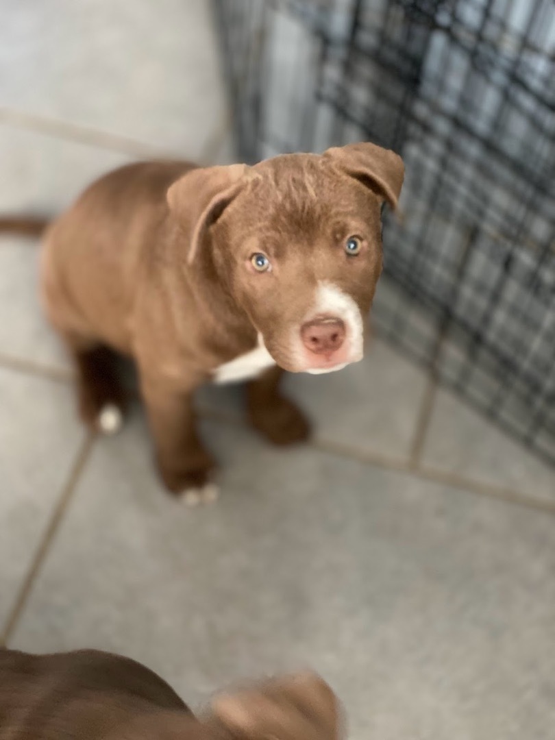 Enlarge Bailey, a Adopted mixed breed in Annandale, VA image 5/14