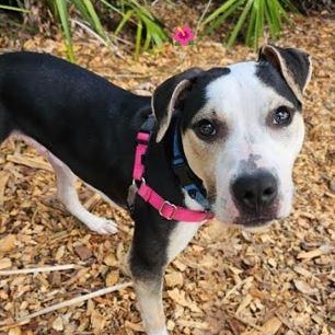 Charlie, Young Male Mixed Breed