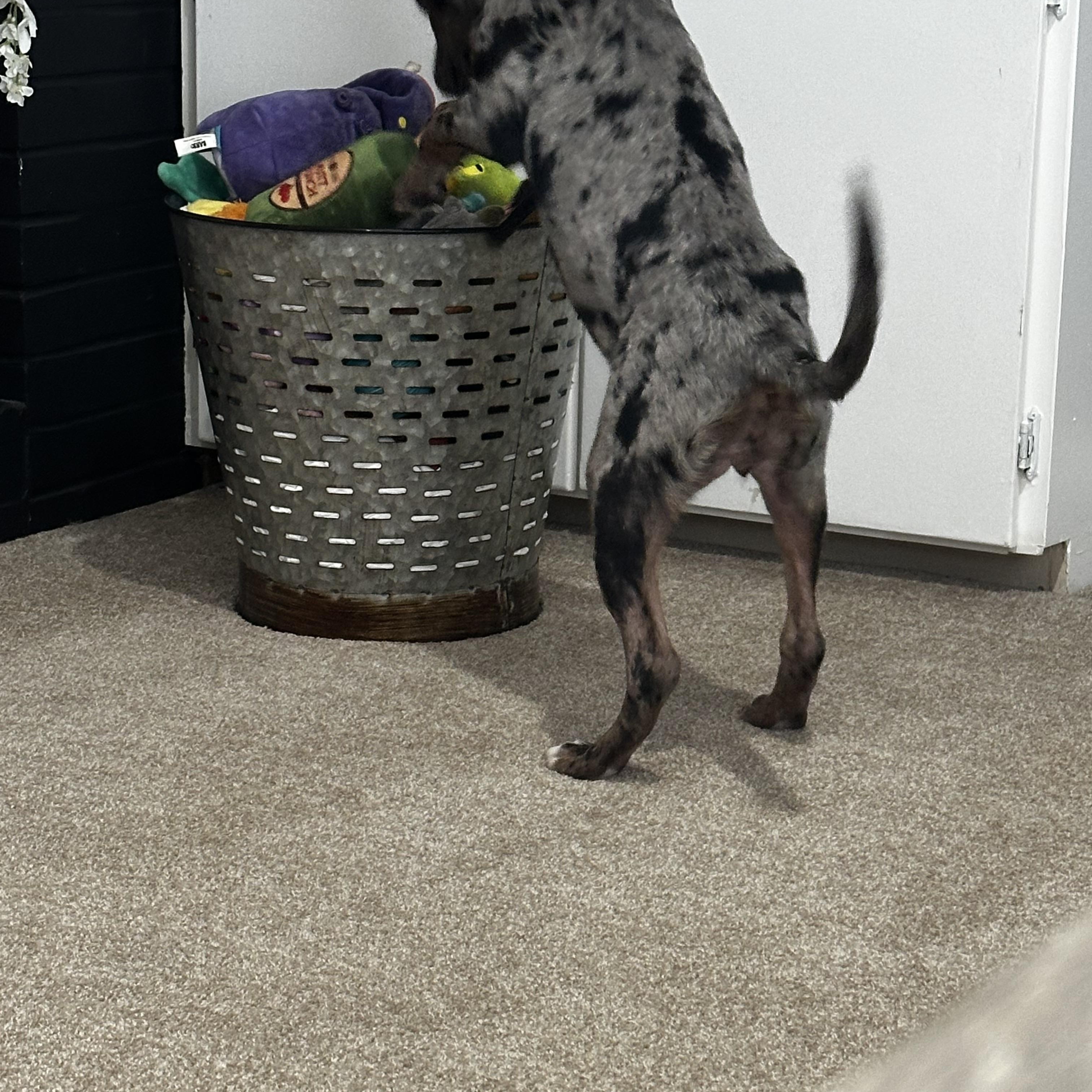Enlarge Birdie, a Adopted Catahoula Leopard Dog in Blytheville, AR image 3/4