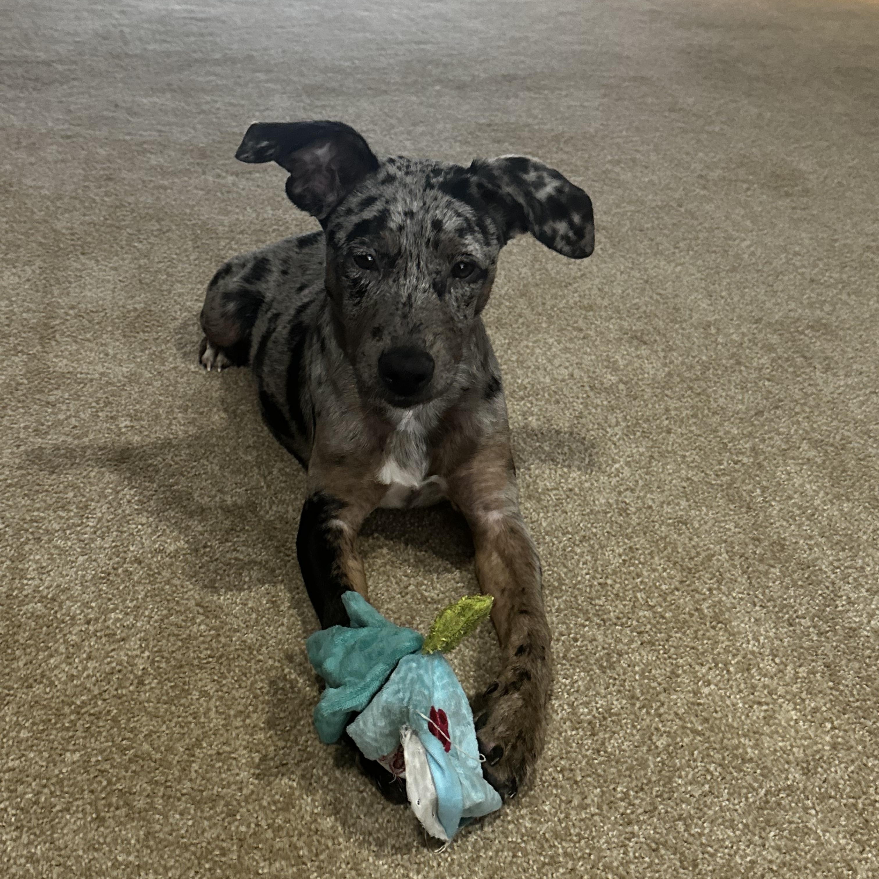 Enlarge Birdie, a Adopted Catahoula Leopard Dog in Blytheville, AR image 1/4