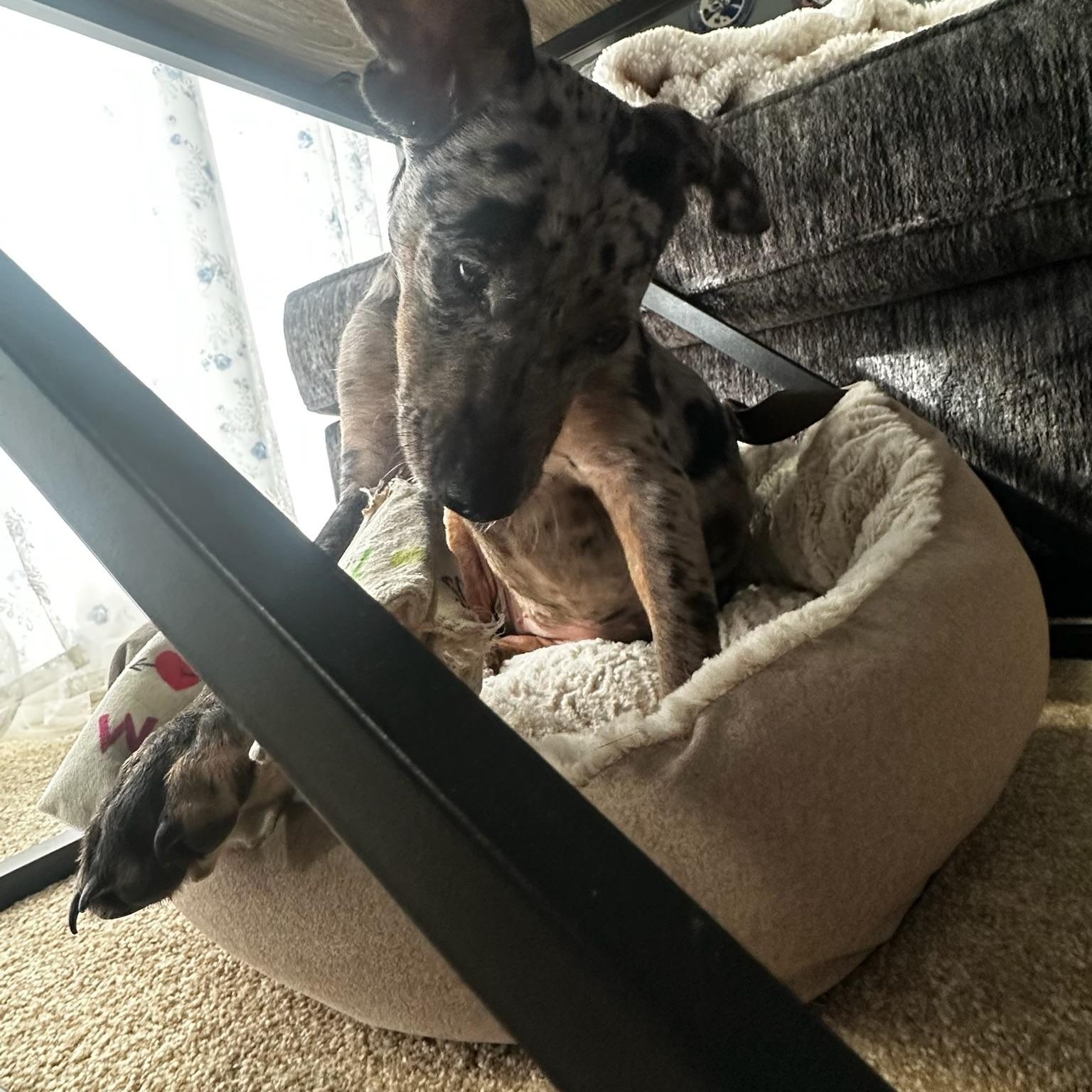 Enlarge Birdie, a Adopted Catahoula Leopard Dog in Blytheville, AR image 2/4